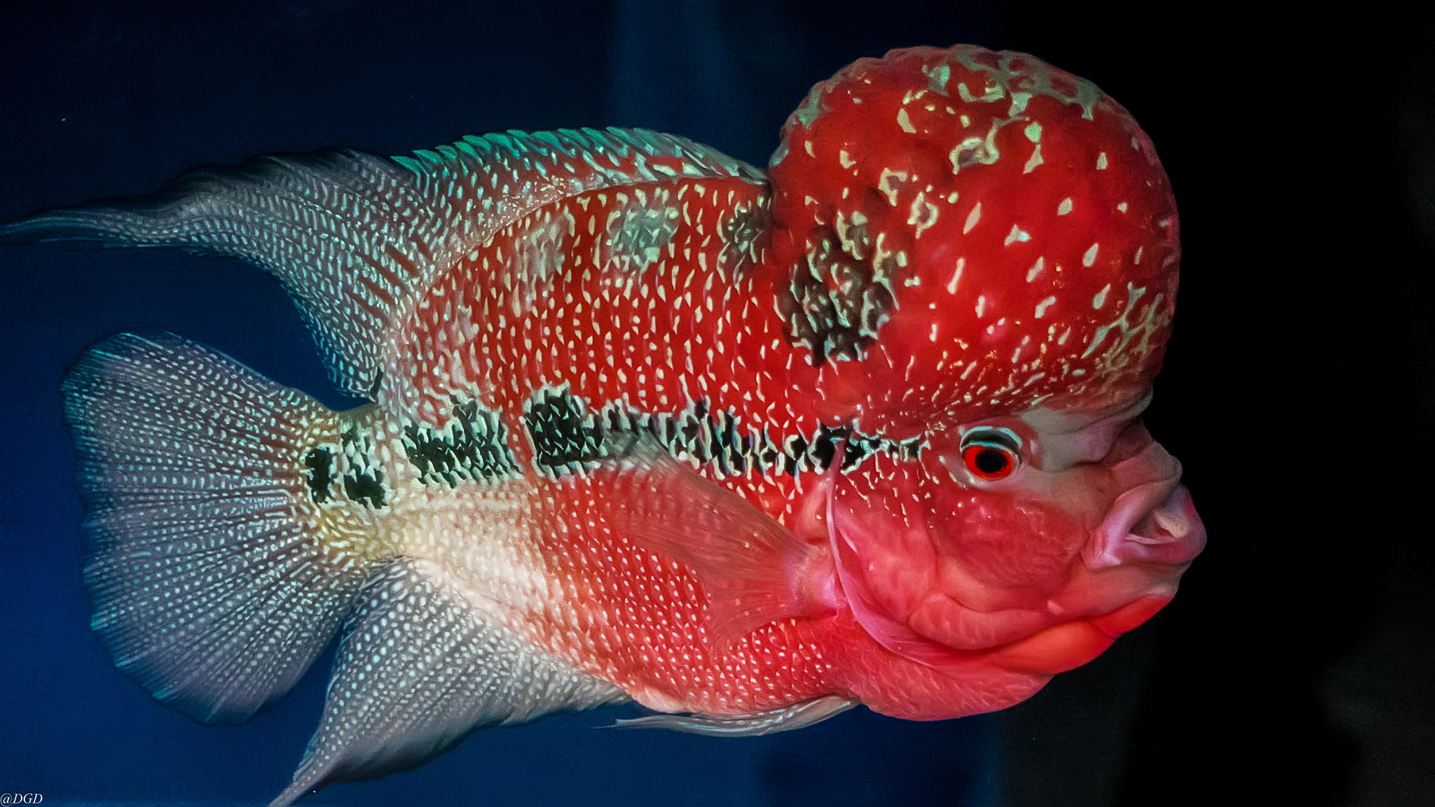 Sony E 55-210mm F4.5-6.3 OSS sample photo. Aquarium photography