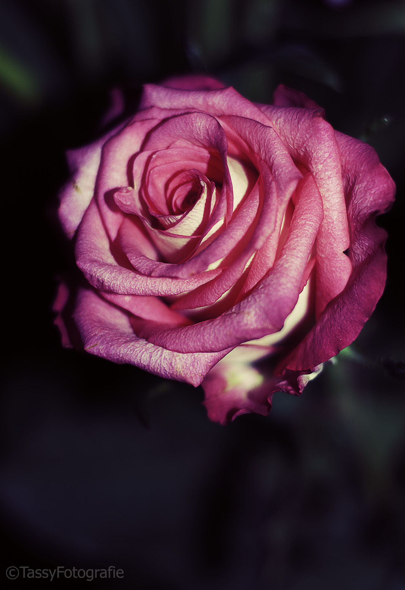 Canon EOS 500D (EOS Rebel T1i / EOS Kiss X3) + Canon EF 50mm F1.8 STM sample photo. Lovely flower  photography