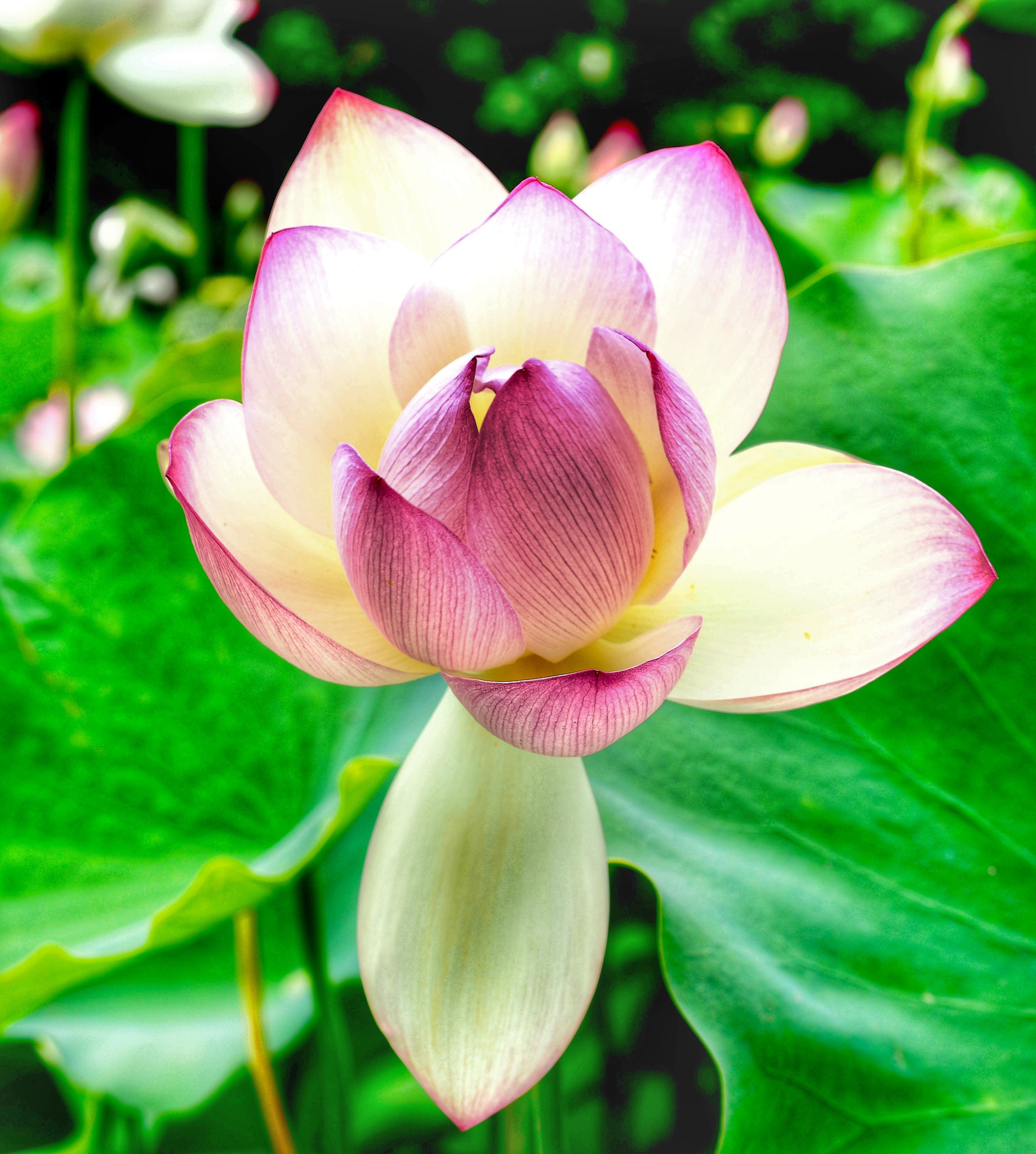 Panasonic Leica DG Nocticron 42.5mm F1.2 ASPH OIS sample photo. Lotus lily photography