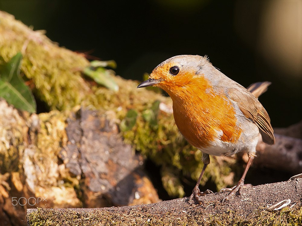 Canon EF 500mm F4L IS USM sample photo. Rouge gorge photography