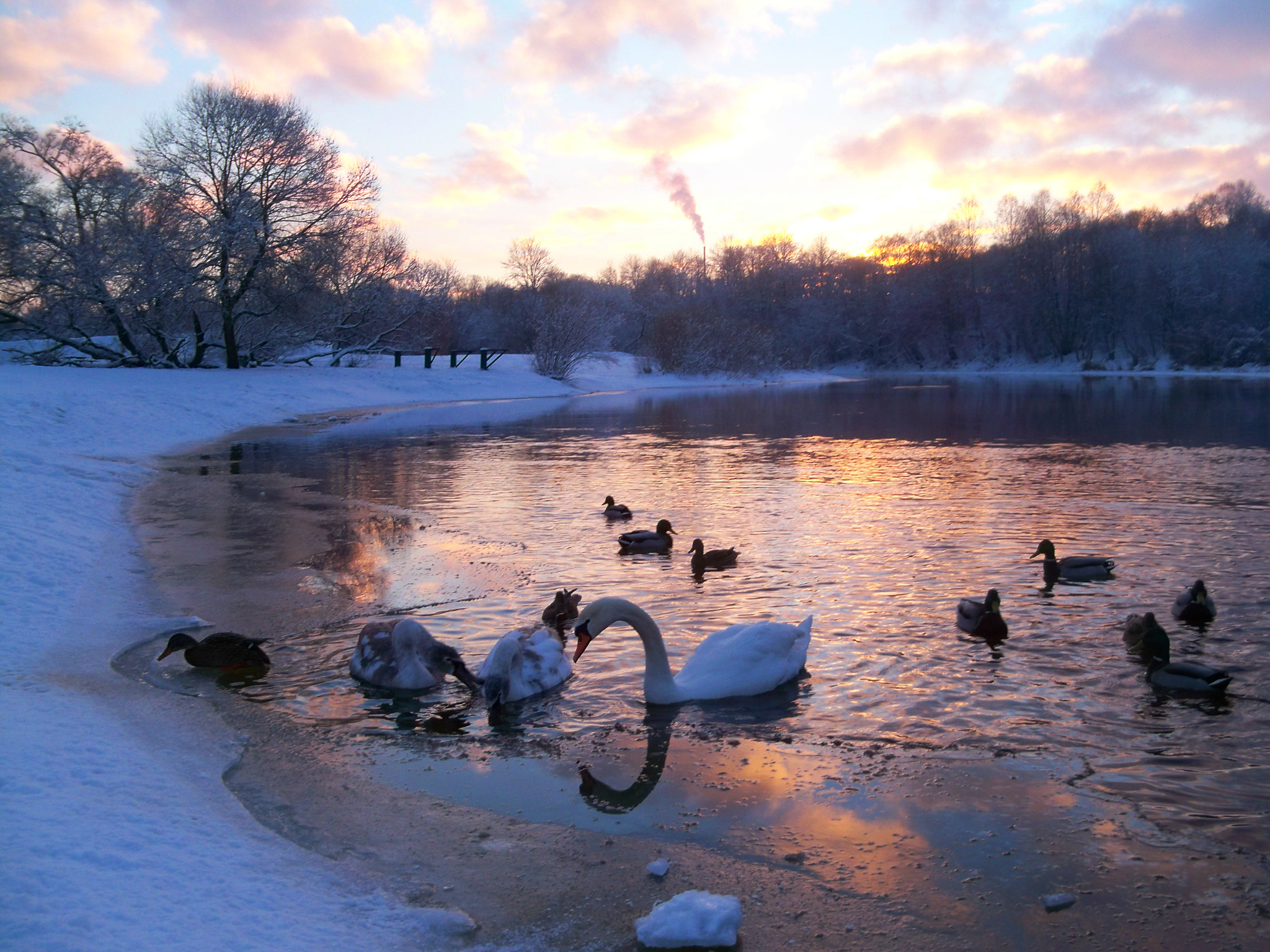 Kodak EASYSHARE Z950 DIGITAL CAMERA sample photo. Swans against sunset photography