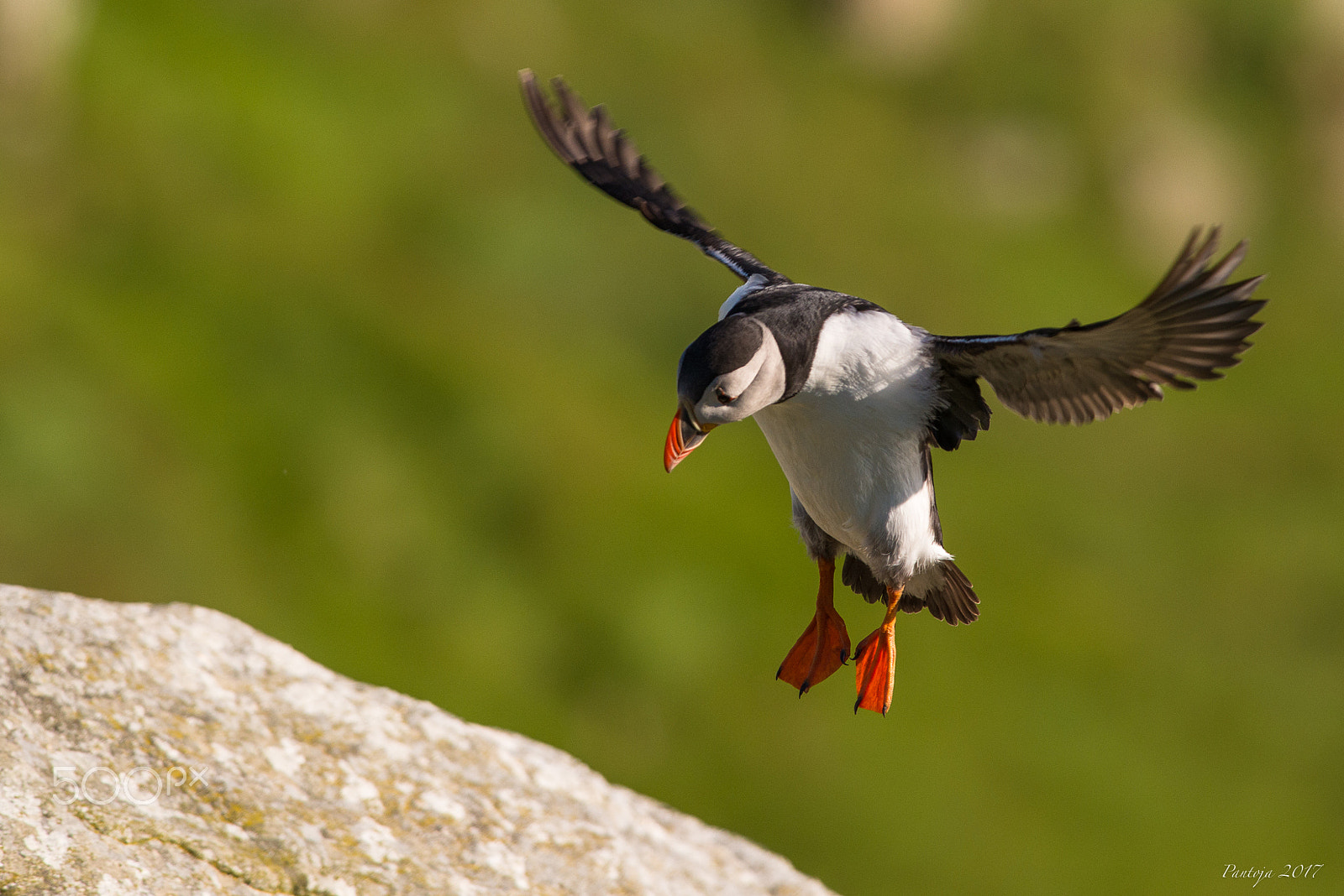 Nikon D600 + Nikon AF-S Nikkor 300mm F4D ED-IF sample photo. Atlantic puffin photography