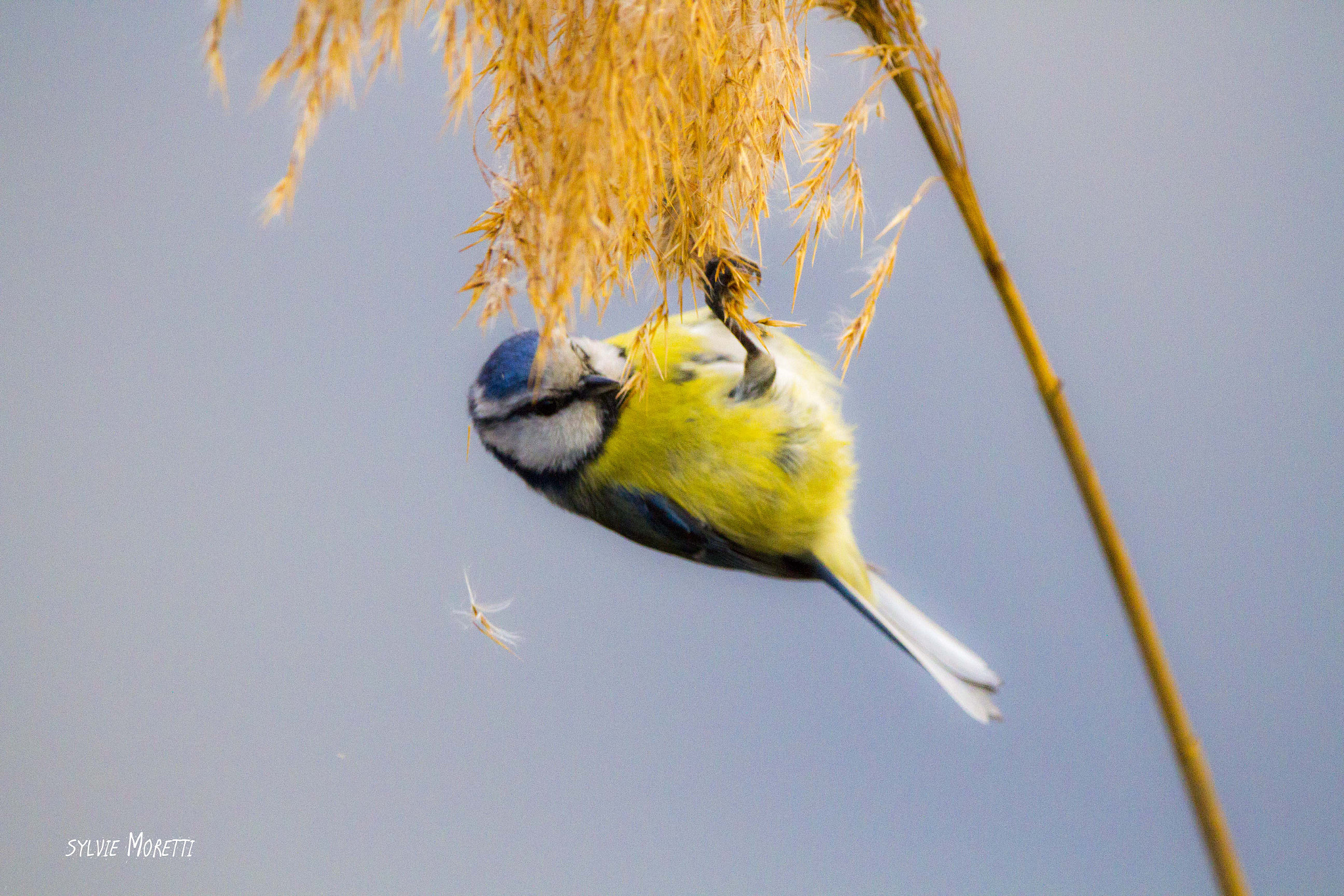 150-600mm F5-6.3 DG OS HSM | Contemporary 015 sample photo. Cueillette du jour ! photography