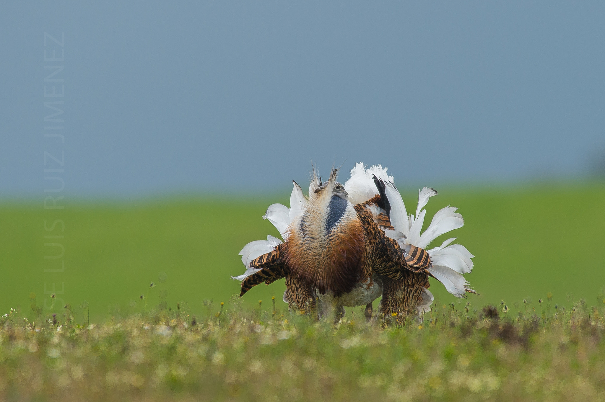 Nikon D4S + Nikon AF-S Nikkor 400mm F2.8D ED-IF II sample photo. Bustard photography