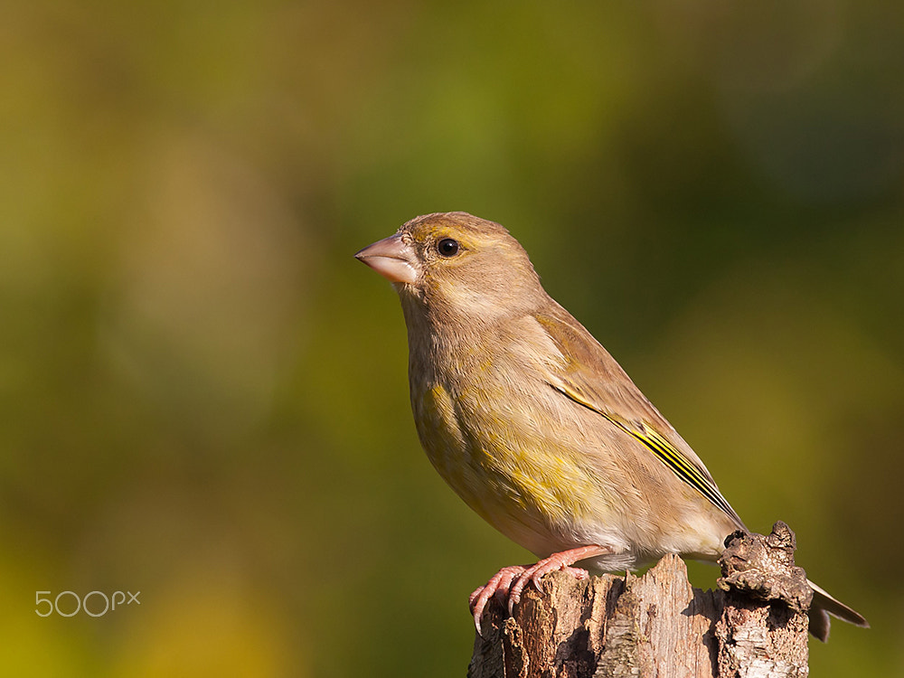 Canon EF 500mm F4L IS USM sample photo. Verdier photography