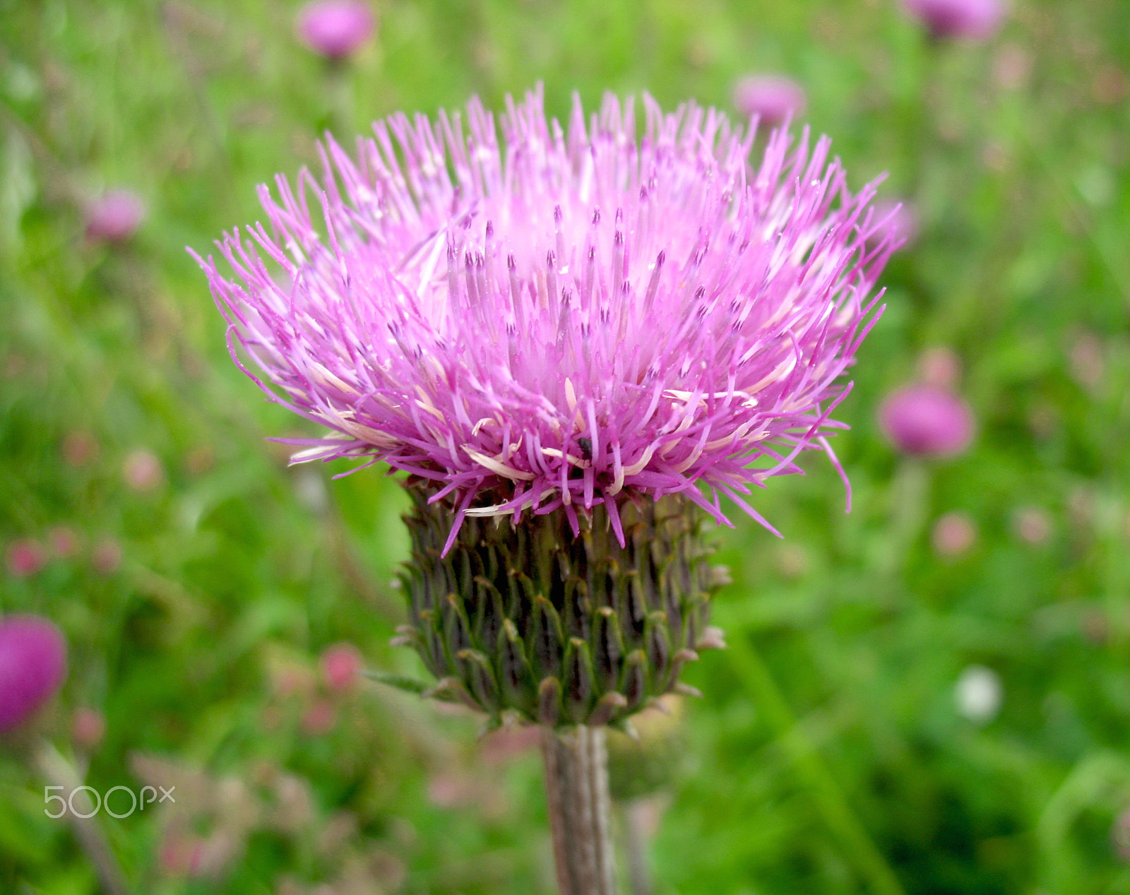 Canon POWERSHOT A620 sample photo. Wildflower photography