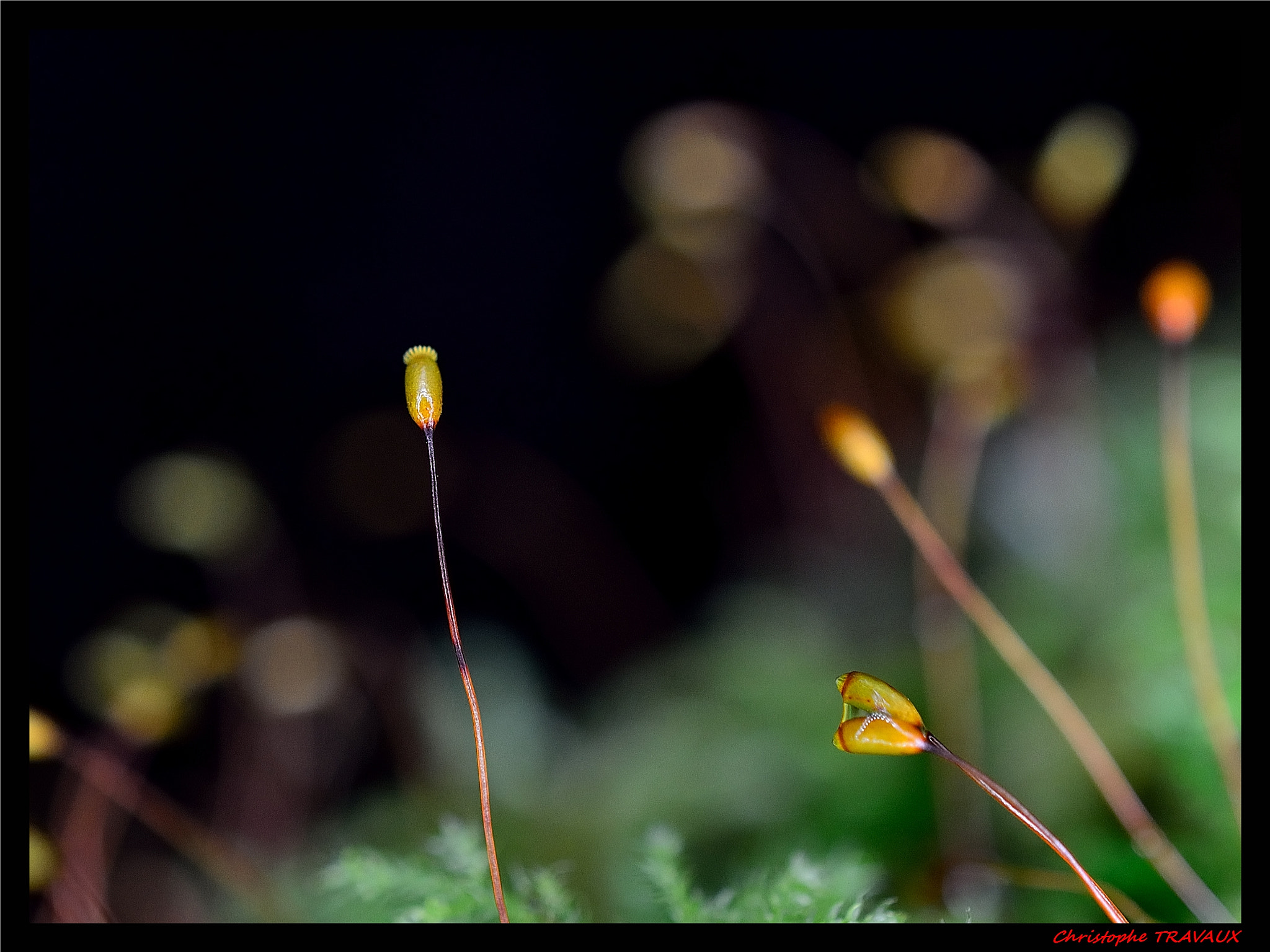 Nikon AF-S DX Micro Nikkor 40mm F2.8 sample photo. Gf photography