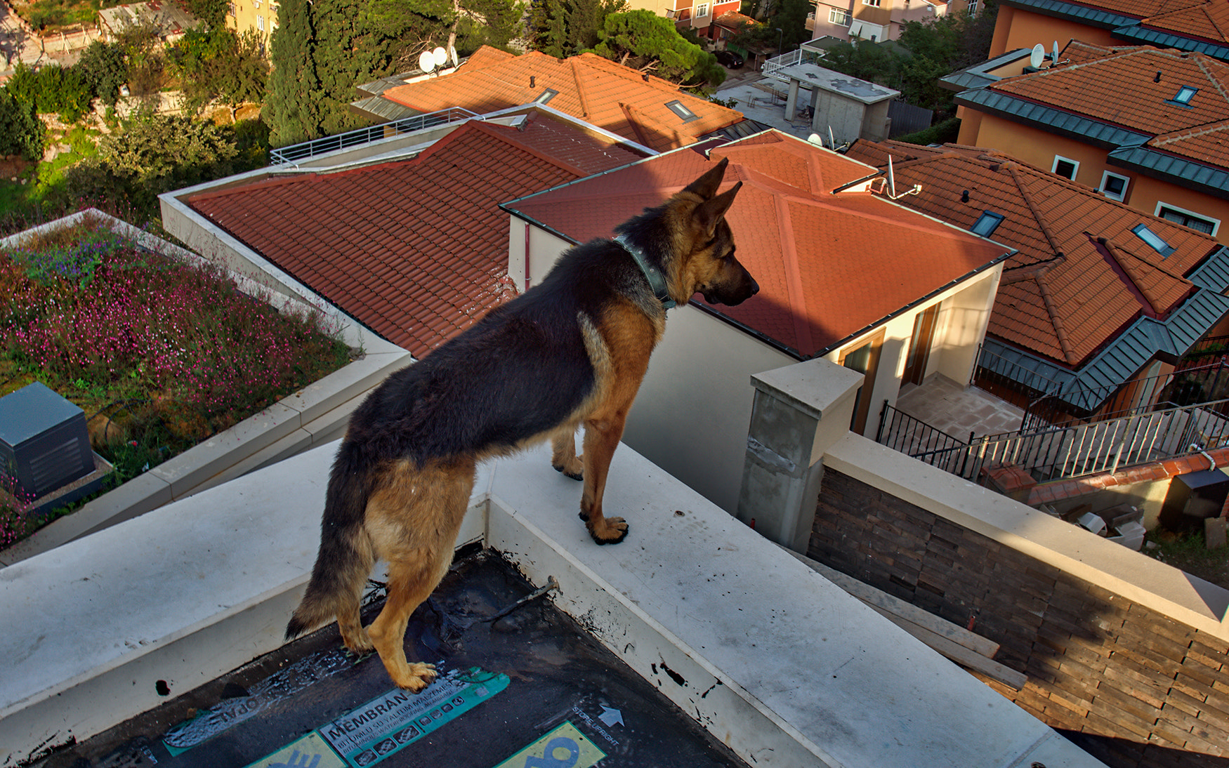 Sony a7 II + Minolta AF 28-85mm F3.5-4.5 New sample photo. Schäferhund photography