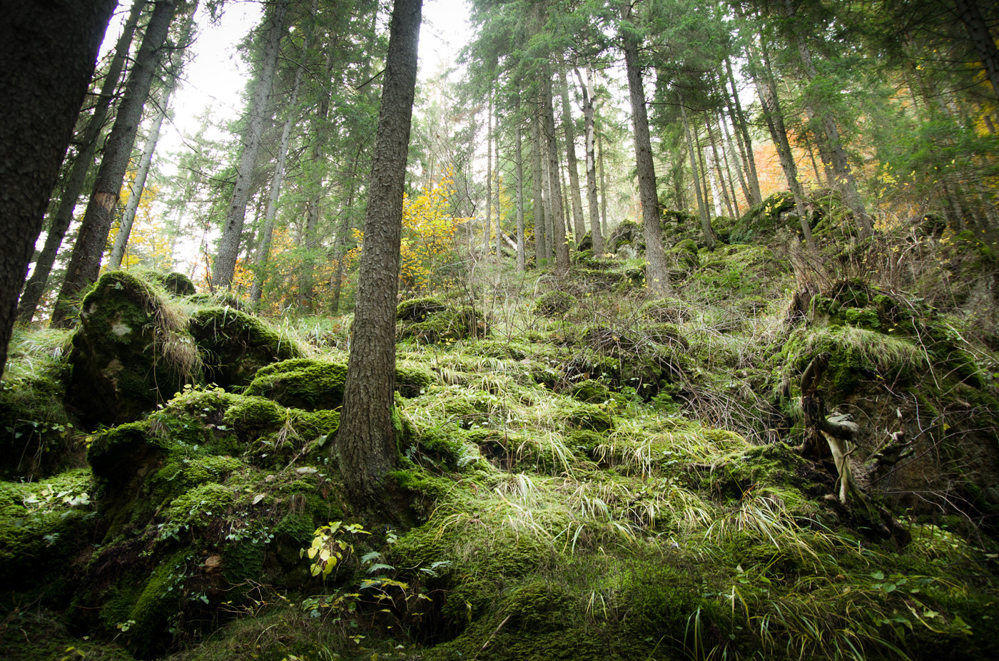 Pentax K-5 sample photo. -green forest- photography