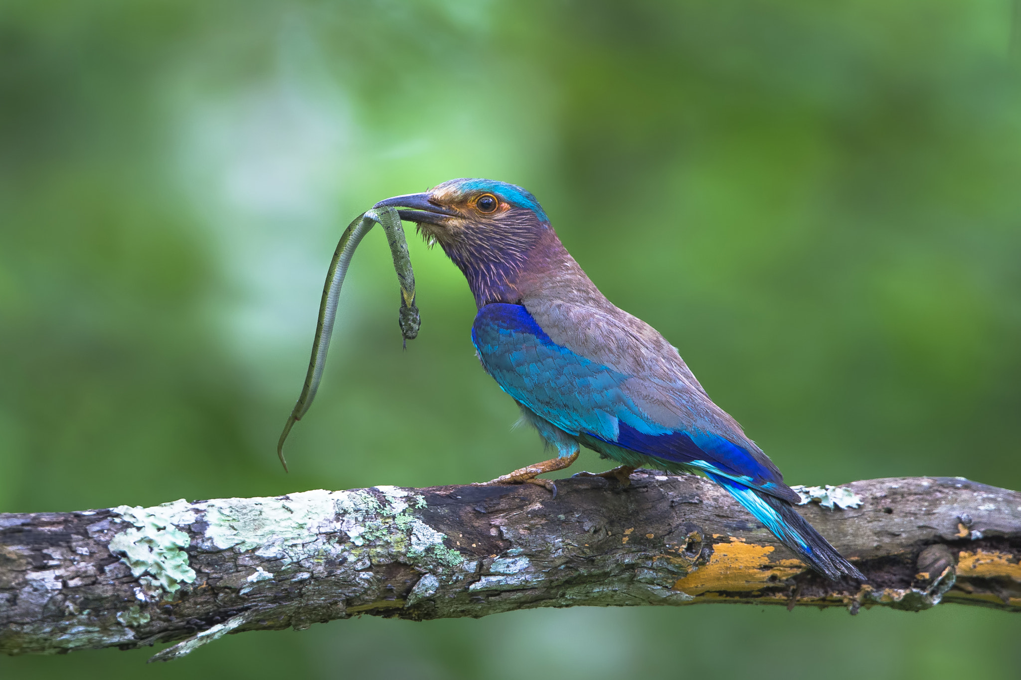 Canon EOS-1D X + Canon EF 500mm F4L IS II USM sample photo. The small meal photography