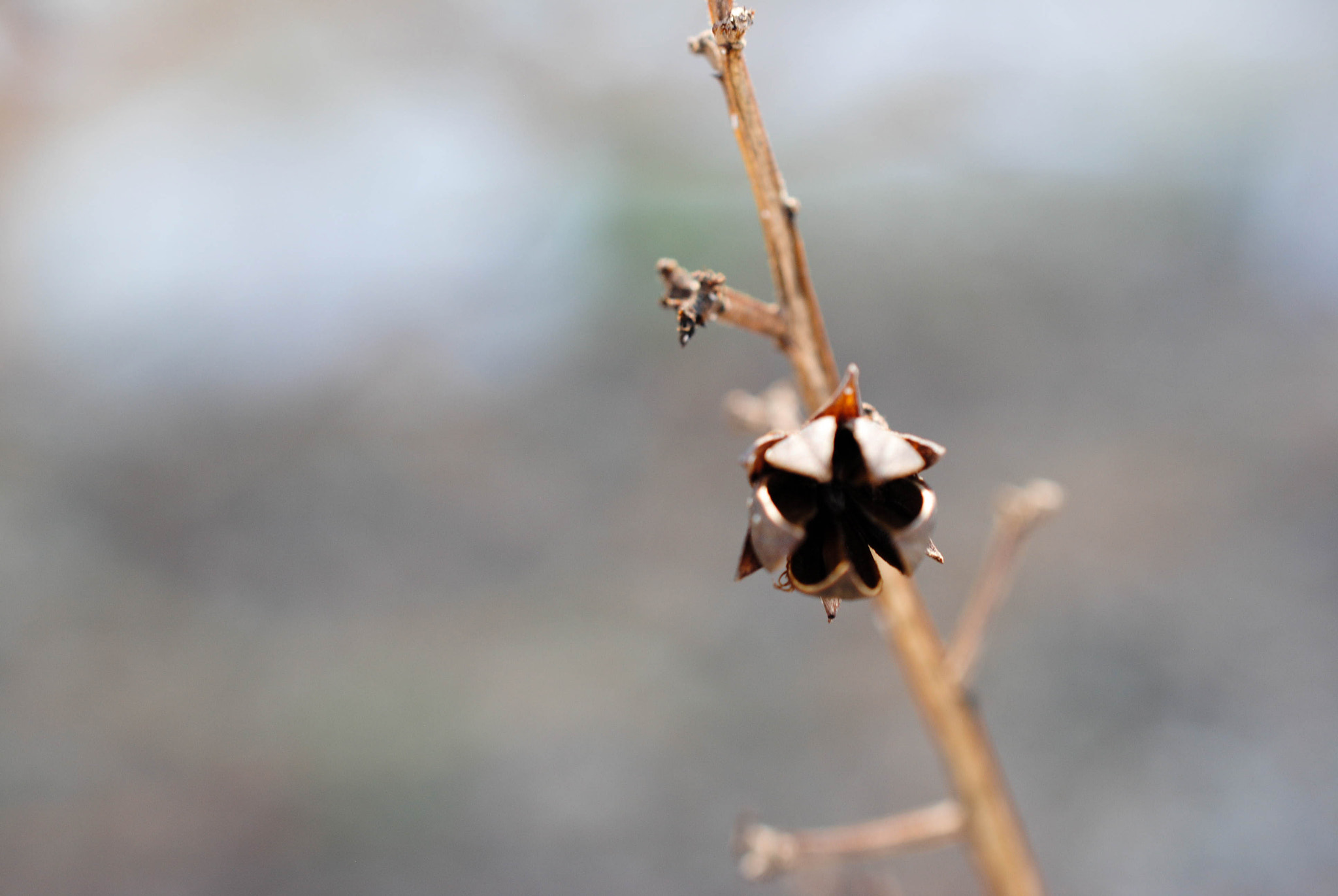 Nikon AF-S DX Micro Nikkor 40mm F2.8 sample photo. Semillas photography