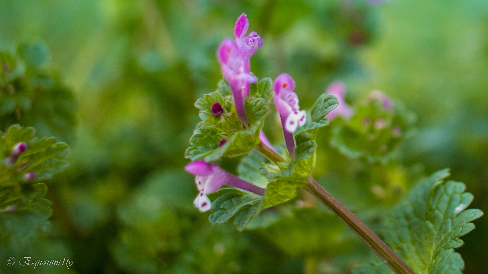 Canon EF-S 24mm F2.8 STM sample photo. Pink flower photography