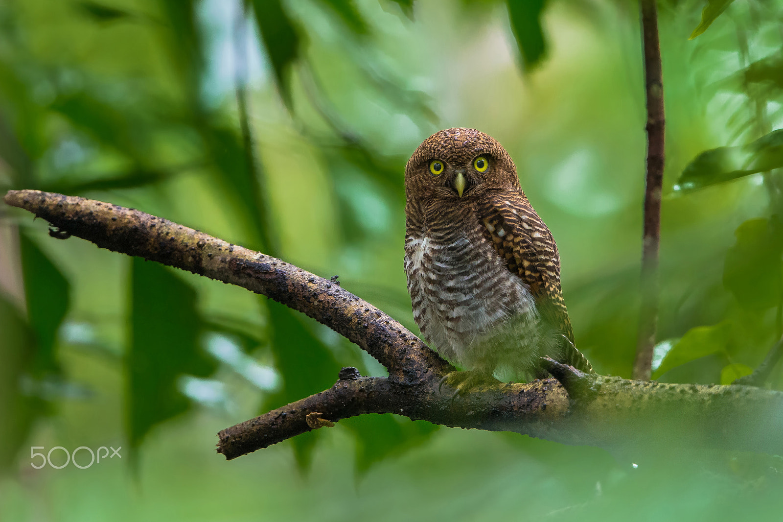 Canon EF 500mm F4L IS II USM sample photo. Jungle owlet photography