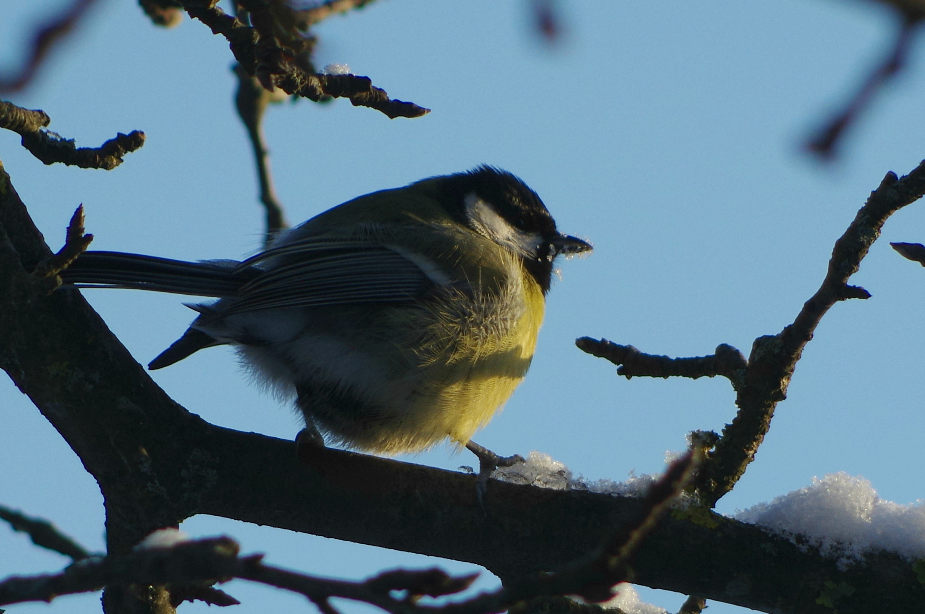Pentax smc DA 55-300mm F4.0-5.8 ED sample photo. Zylutė tit photography