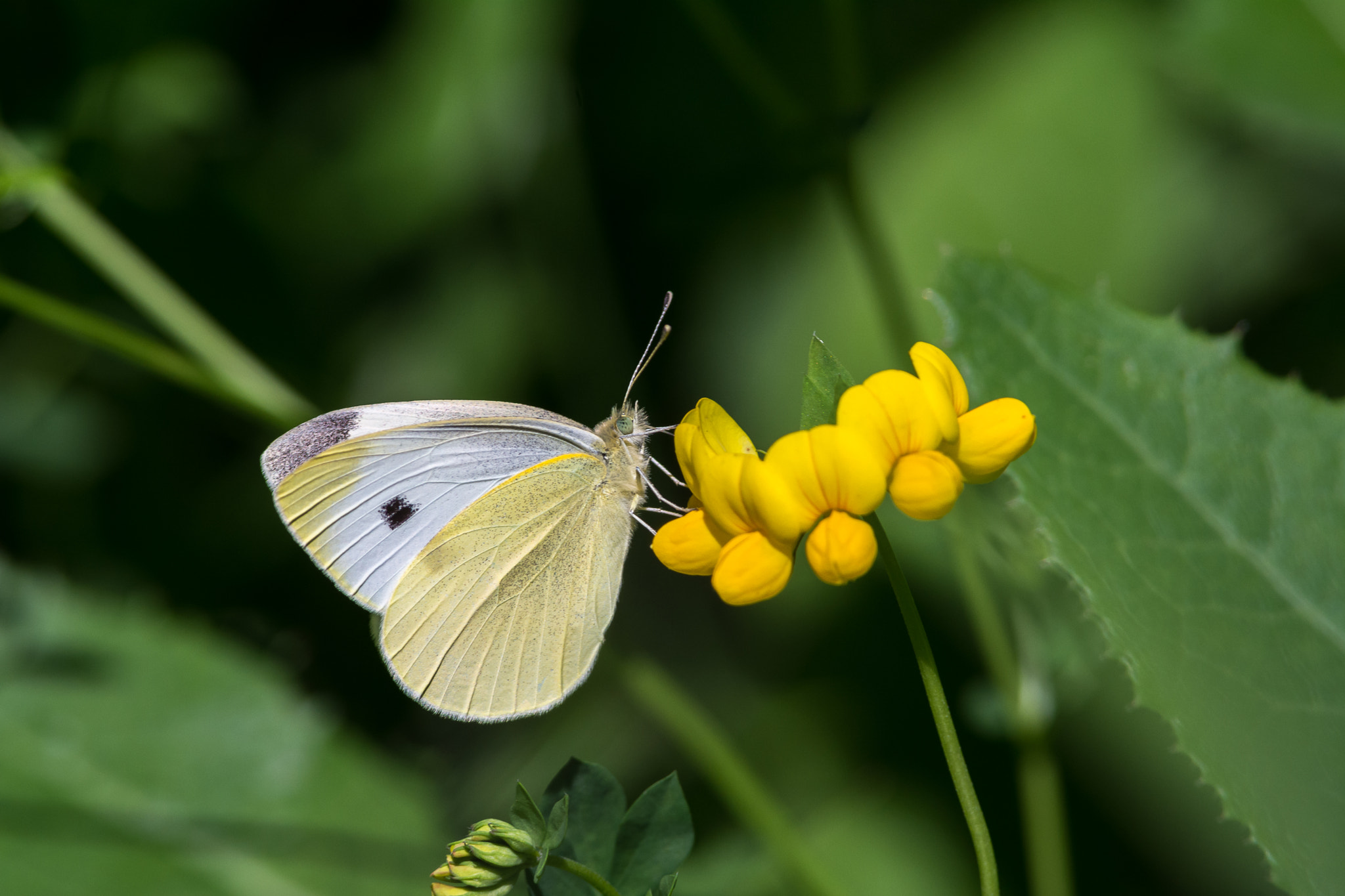 Nikon D7100 + Nikon AF-S Nikkor 300mm F4D ED-IF sample photo. 30 days until spring photography