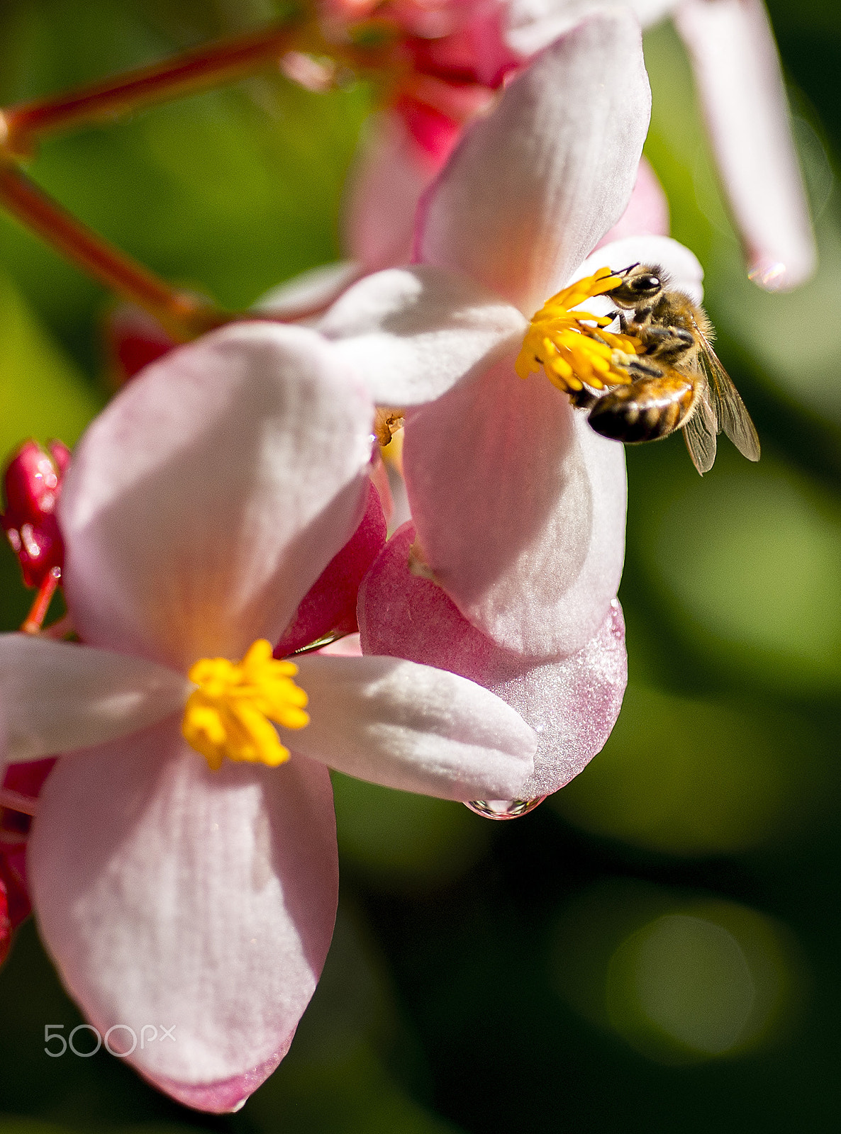 AF Micro-Nikkor 60mm f/2.8 sample photo. Busy bee photography