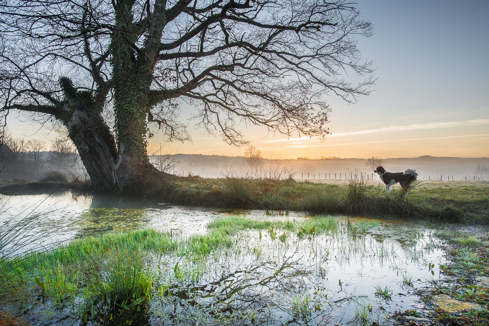 Nikon D610 + Nikon AF-S Nikkor 20mm F1.8G ED sample photo. Mare et chien photography