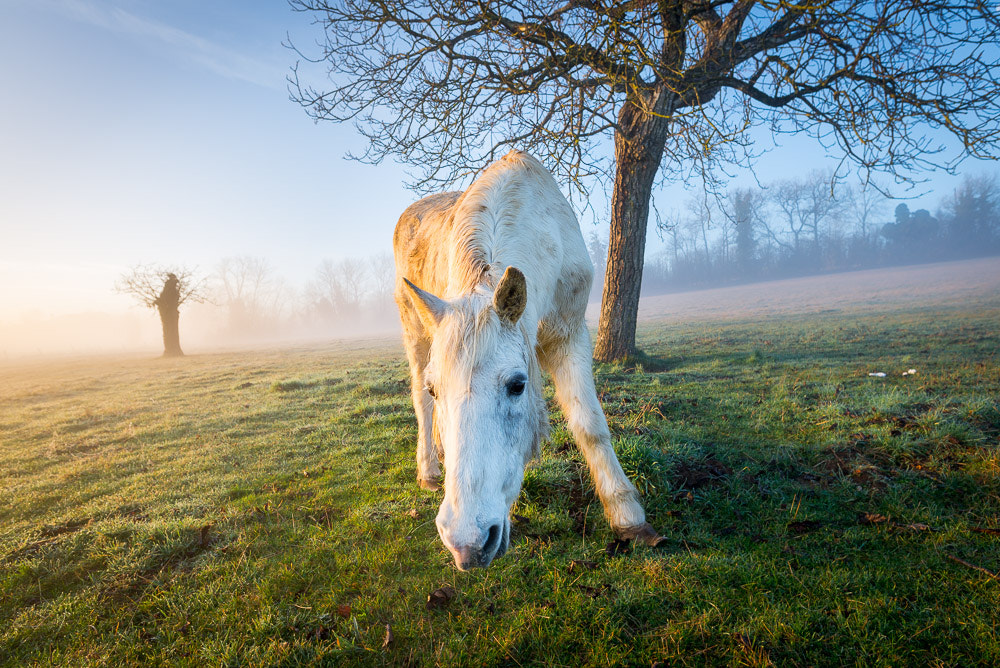 Nikon D610 + Nikon AF-S Nikkor 20mm F1.8G ED sample photo. Cheval soleil levant photography