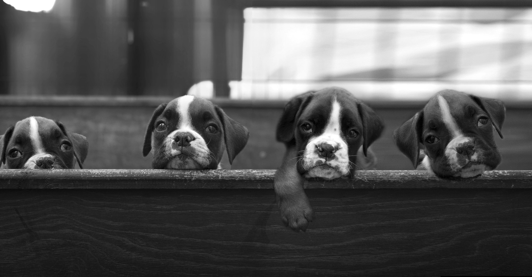 Nikon AF-S Micro-Nikkor 60mm F2.8G ED sample photo. Boxer mix photography