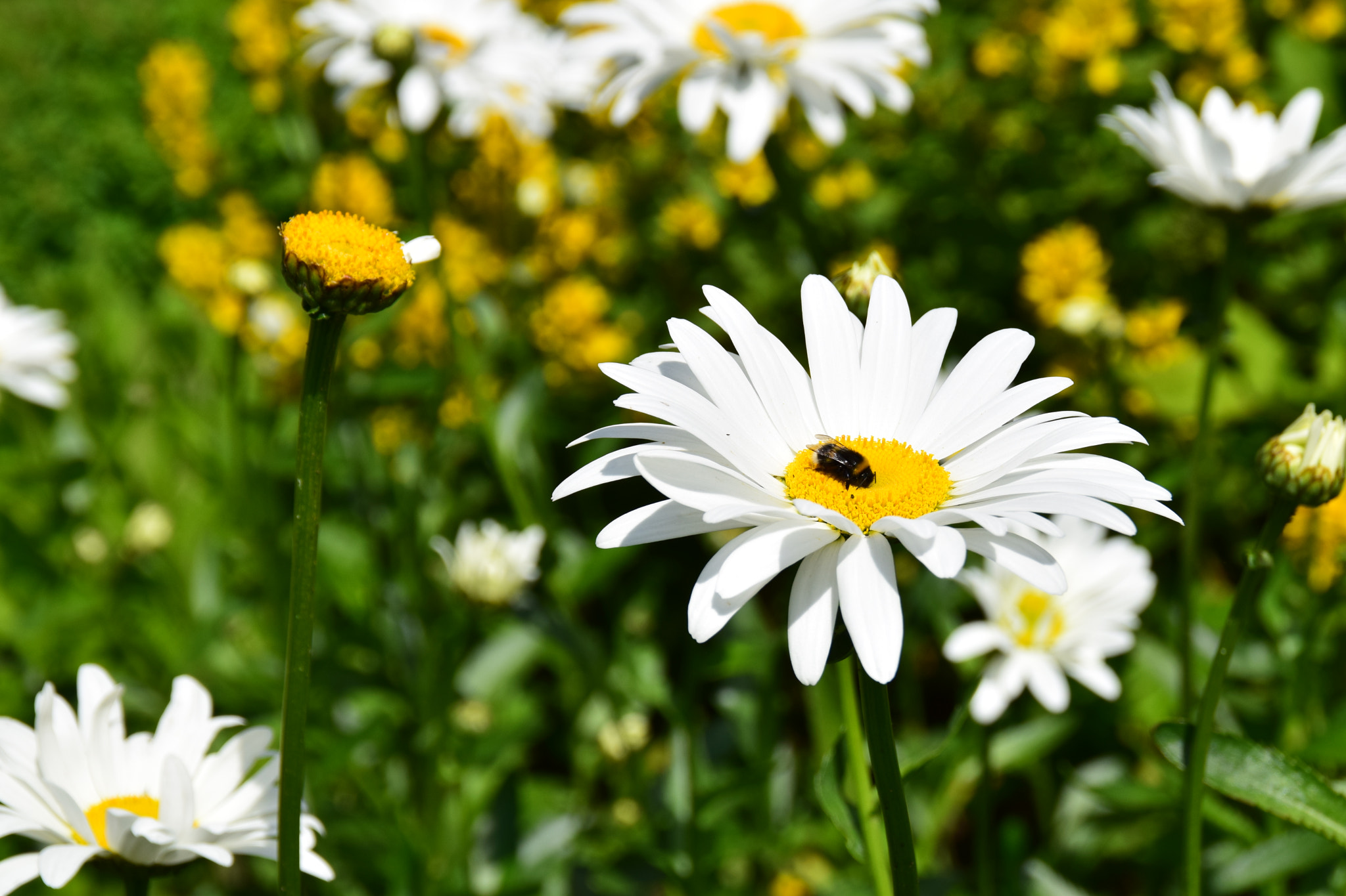 Nikon D3300 + Tamron AF 18-200mm F3.5-6.3 XR Di II LD Aspherical (IF) Macro sample photo. Little bumblebee on a big daisy flower. photography