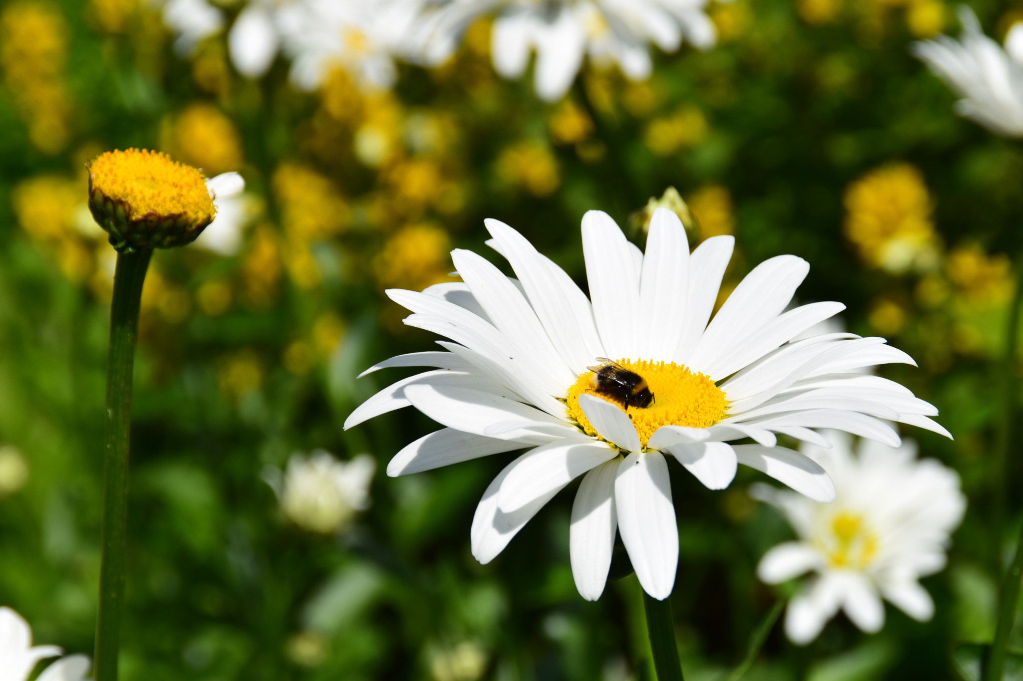 Nikon D3300 + Tamron AF 18-200mm F3.5-6.3 XR Di II LD Aspherical (IF) Macro sample photo. Little bumblebee on a big daisy flower. photography