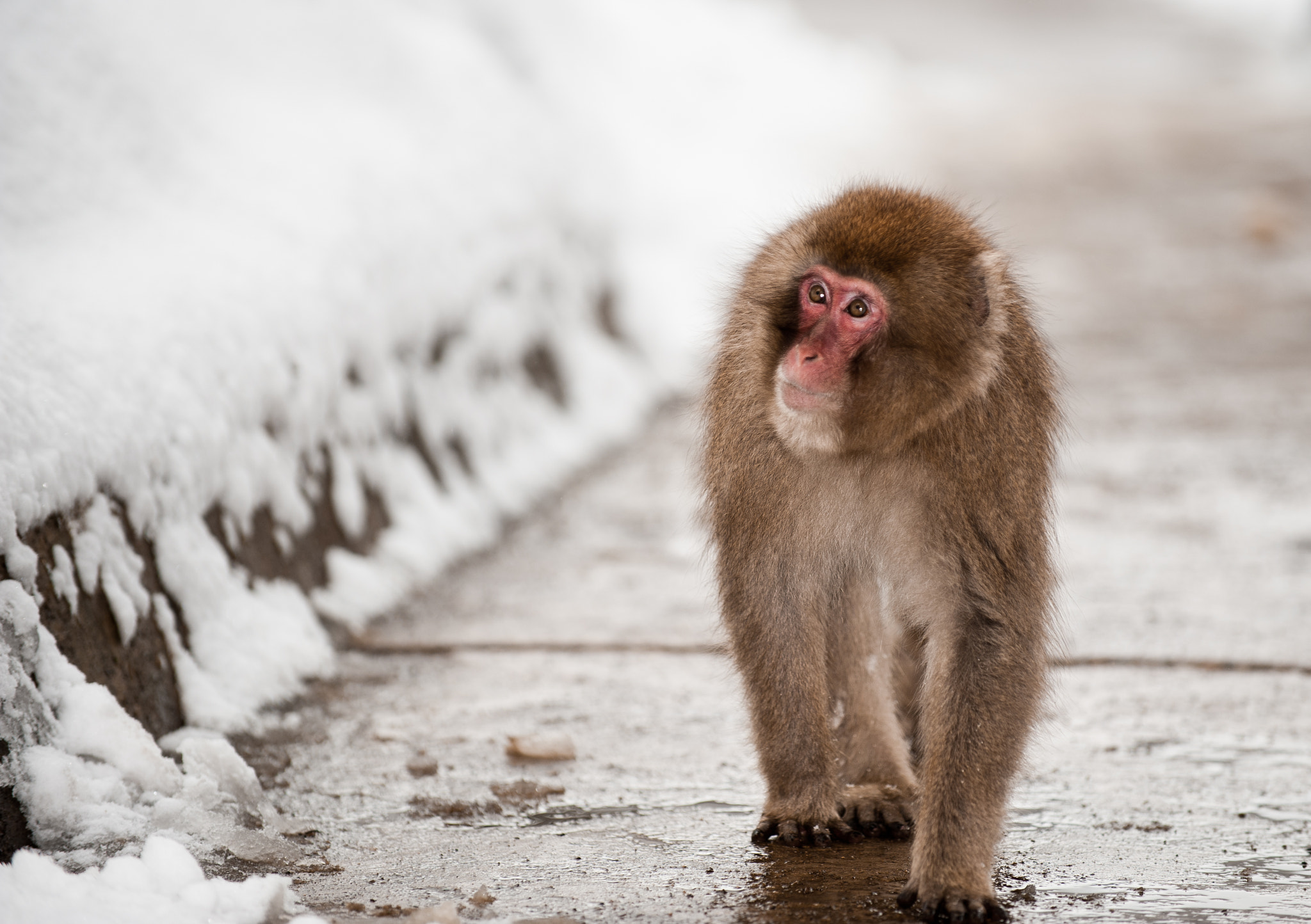 Nikon D700 sample photo. Snow monkey photography