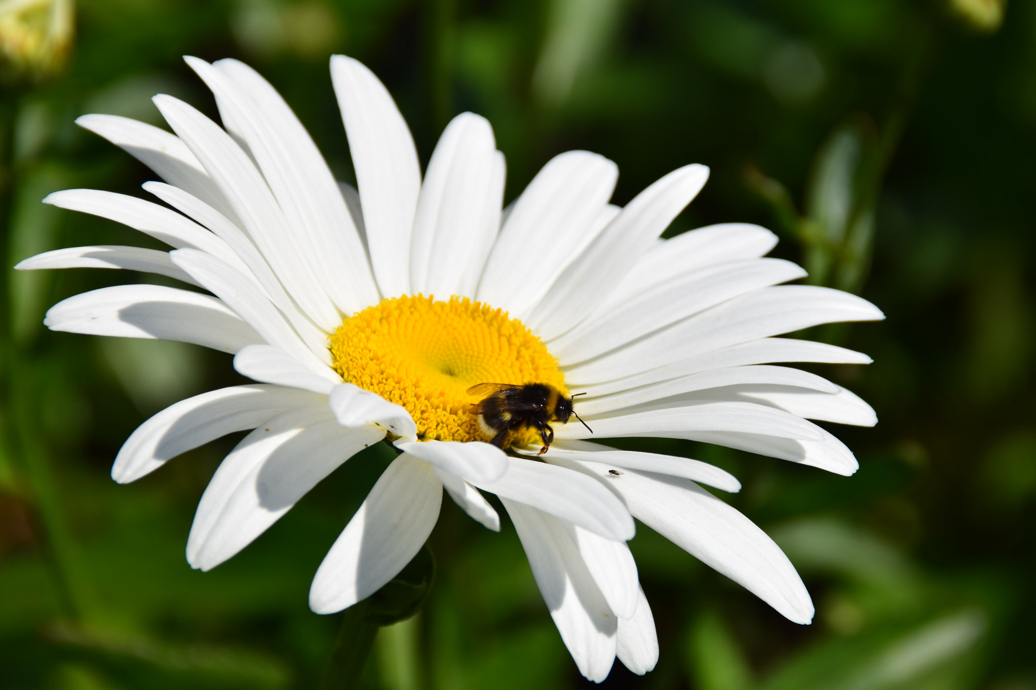Nikon D3300 + Tamron AF 18-200mm F3.5-6.3 XR Di II LD Aspherical (IF) Macro sample photo. Little bumblebee on a big daisy flower. photography