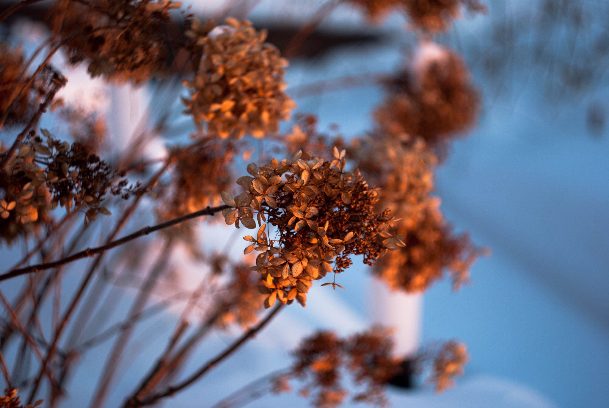A Series Lens sample photo. Hydrangea 1 photography