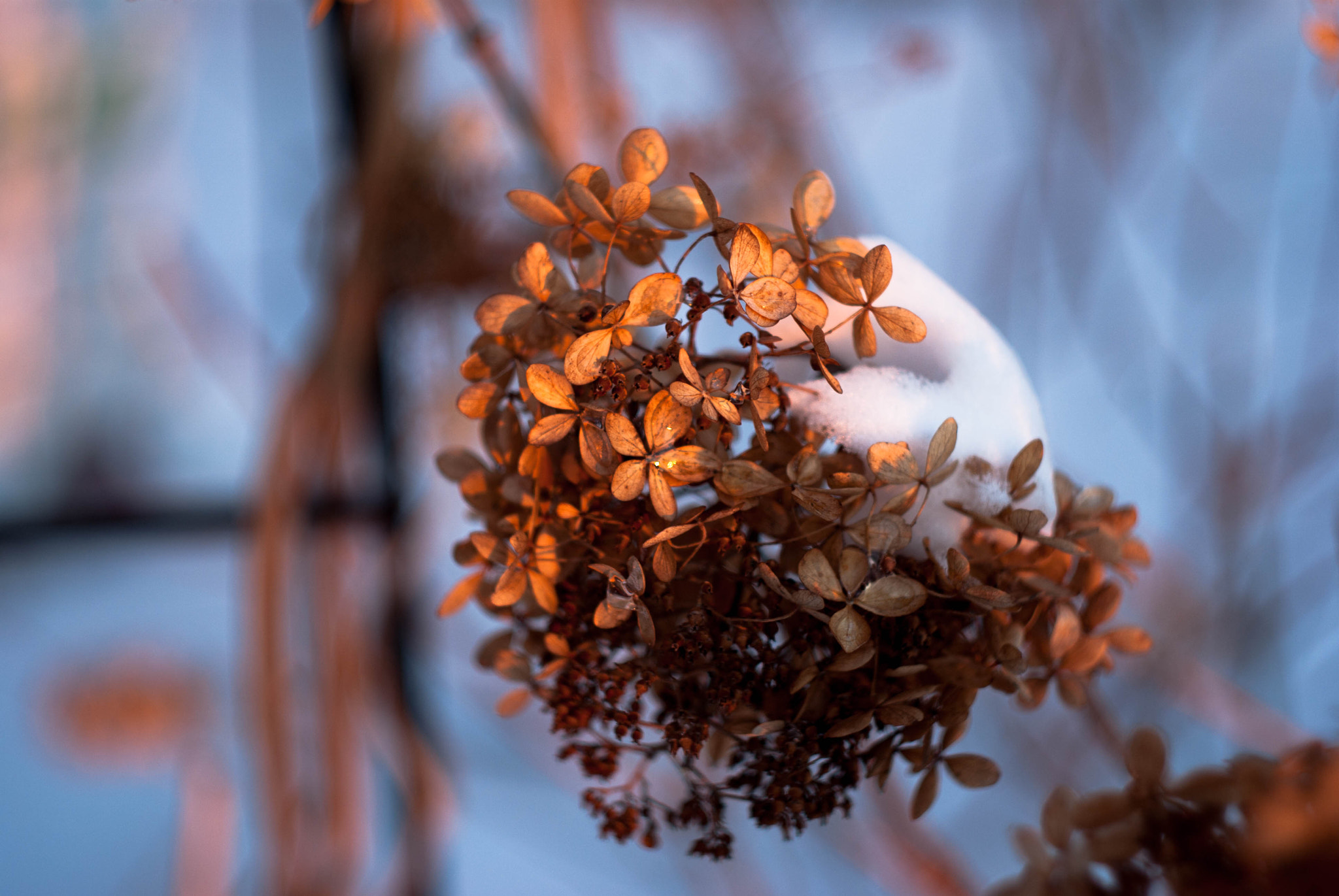Pentax K-m (K2000) + A Series Lens sample photo. Hydrangea 2 photography