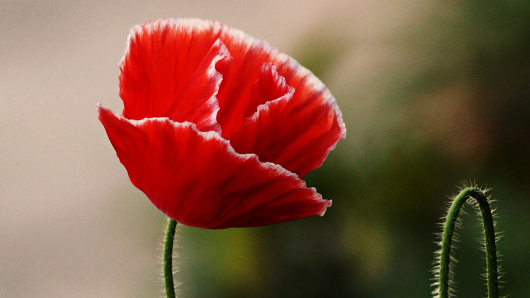 Sony DT 55-200mm F4-5.6 SAM sample photo. The red beauty! photography