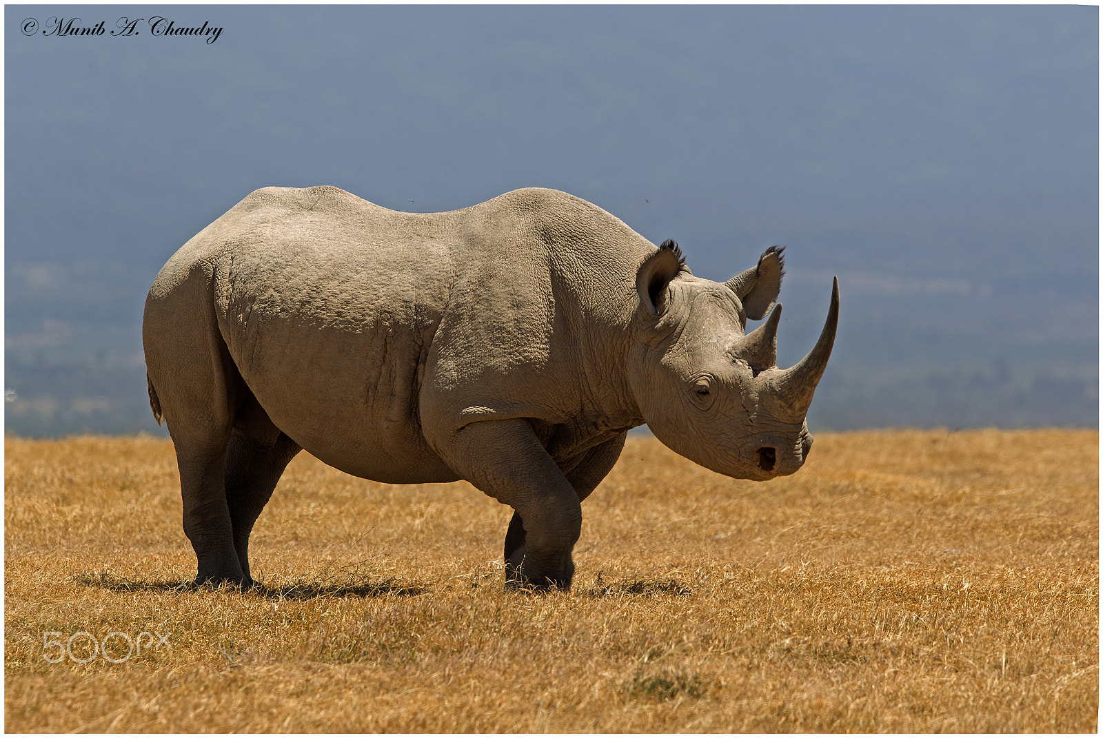 Canon EOS-1D Mark IV + Canon EF 300mm F2.8L IS USM sample photo. Black rhino friday! photography