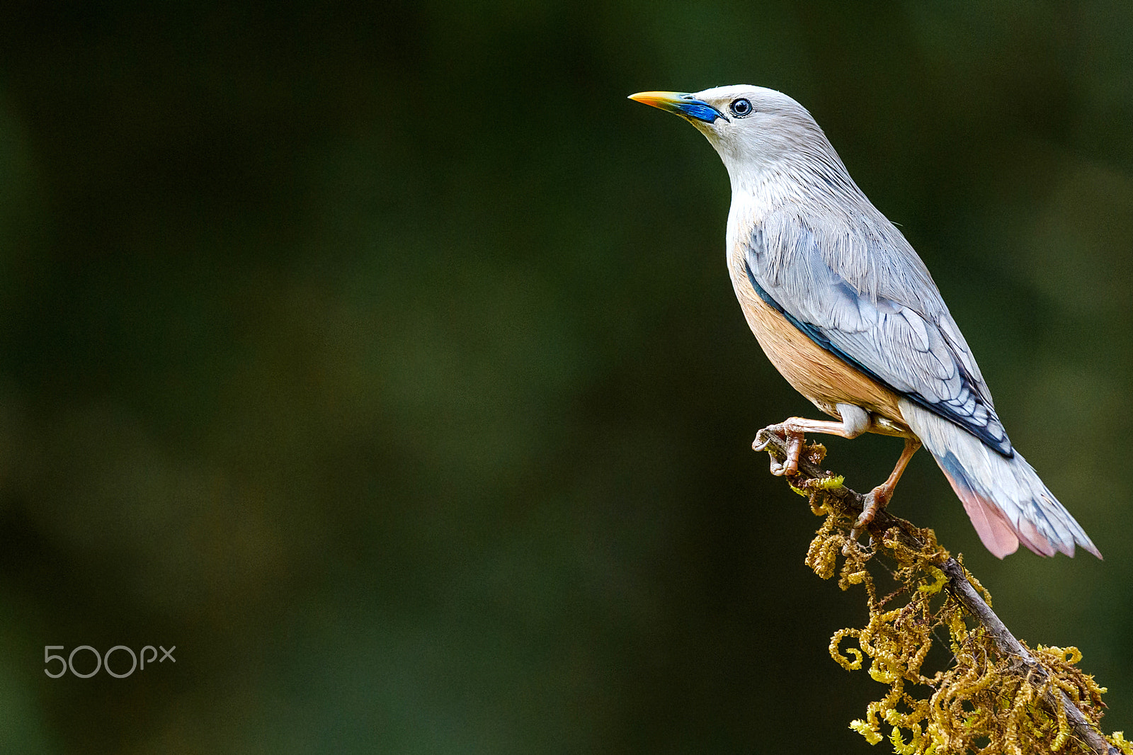 Nikon D5 sample photo. Blyth's starling photography