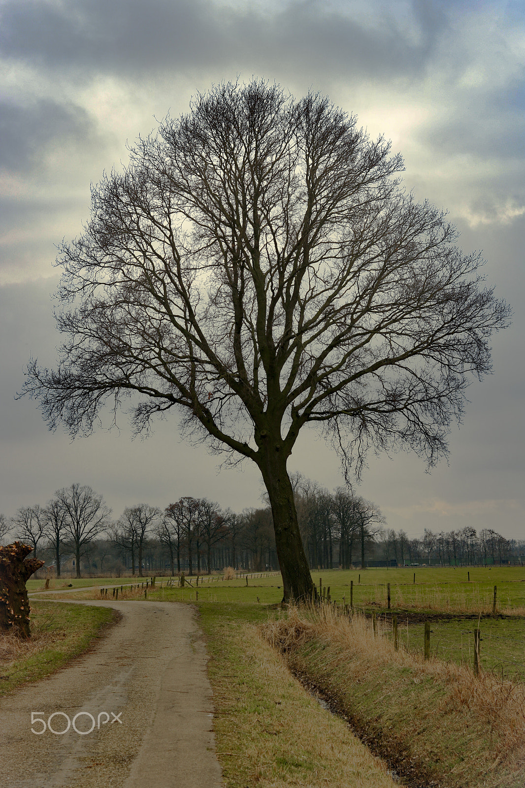 Canon EOS 760D (EOS Rebel T6s / EOS 8000D) + Canon EF 50mm F1.8 STM sample photo. Tree photography