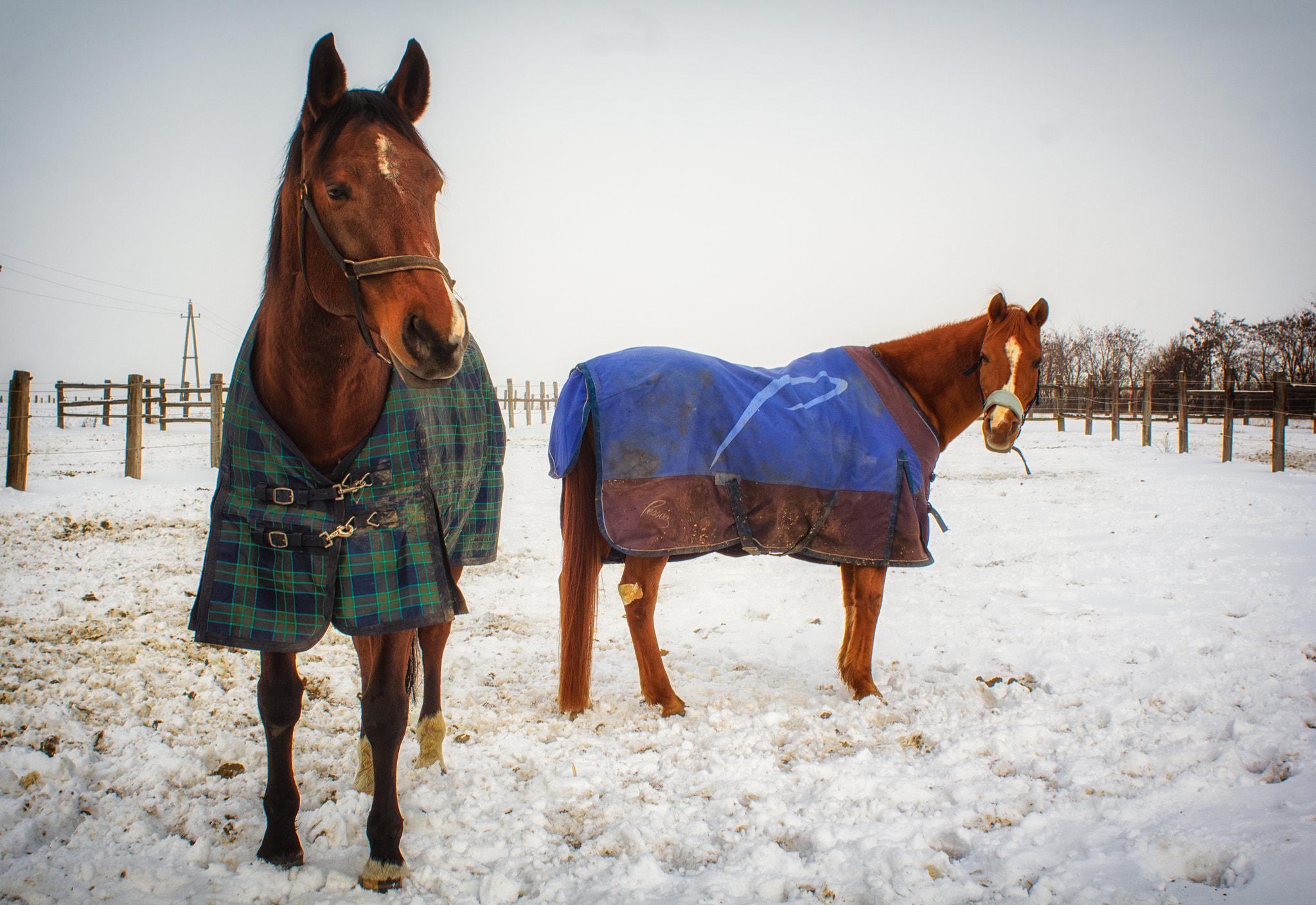 Canon EOS 550D (EOS Rebel T2i / EOS Kiss X4) + Canon EF 28mm F1.8 USM sample photo. Horse winter fashion photography