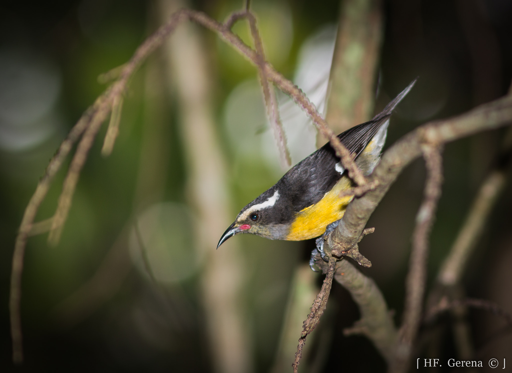 Canon EF 300mm F4L IS USM sample photo. Nuestra reinita común photography