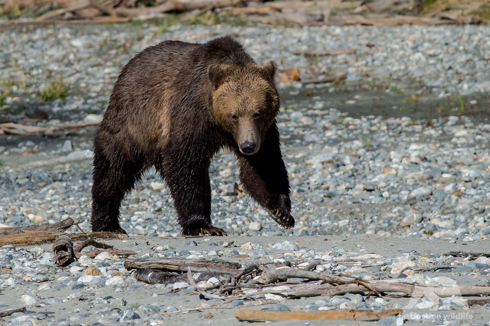 Nikon D4S sample photo. Grizzly approaching photography