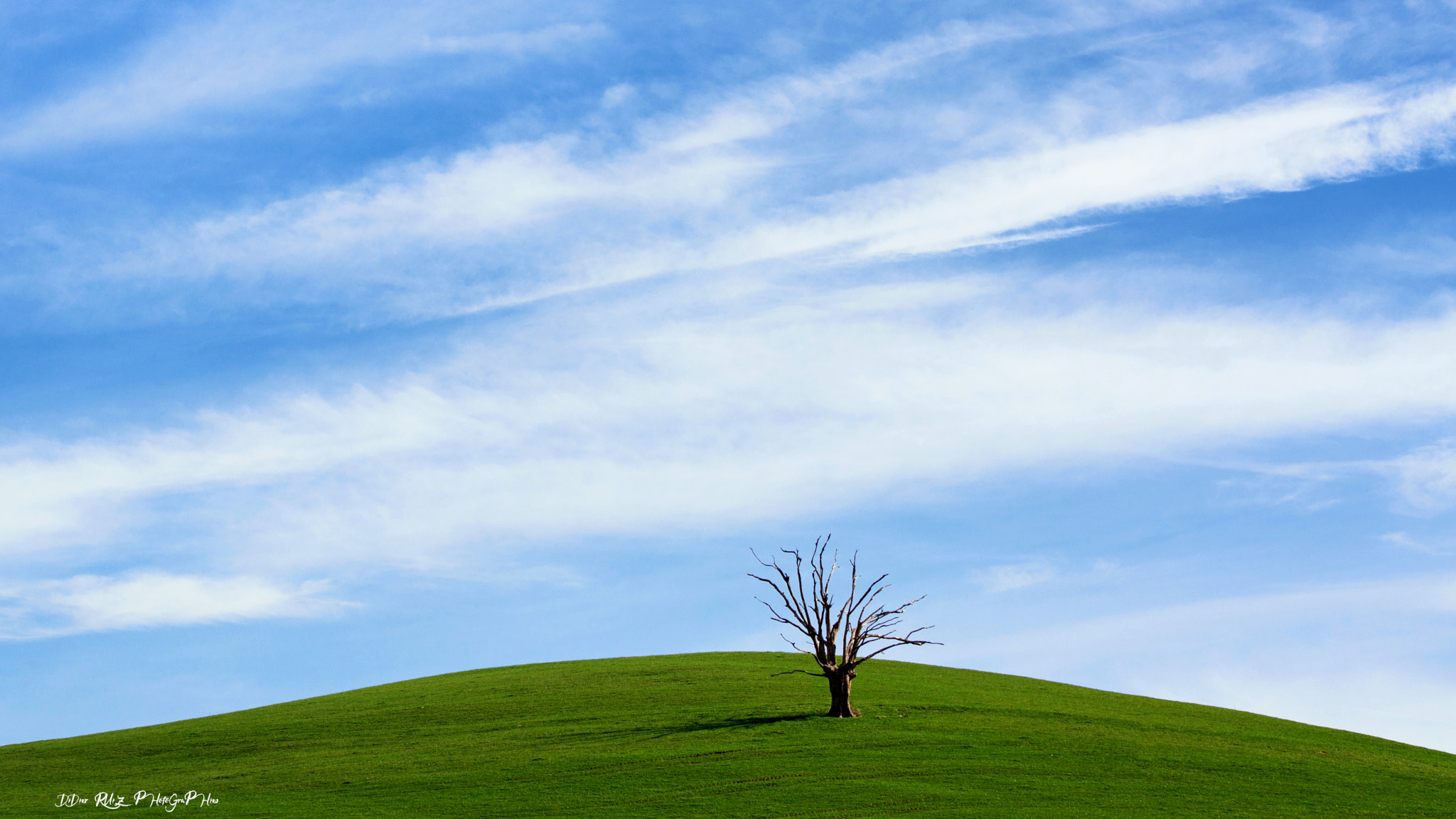 70-200mm F2.8 sample photo. Edw'arbre ! photography