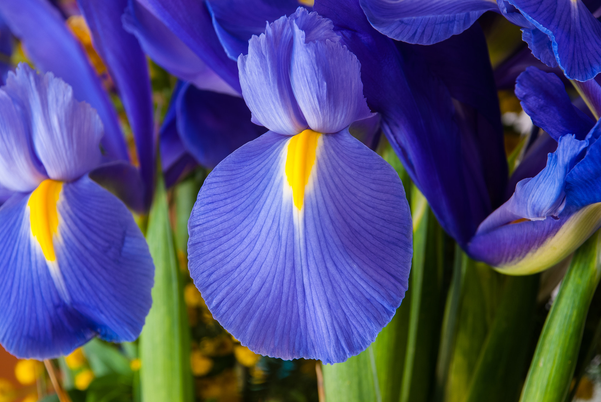 Nikon D60 sample photo