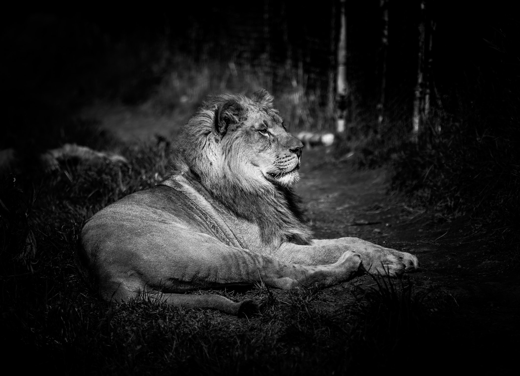 Canon EF 70-200mm F2.8L IS II USM sample photo. The king photography
