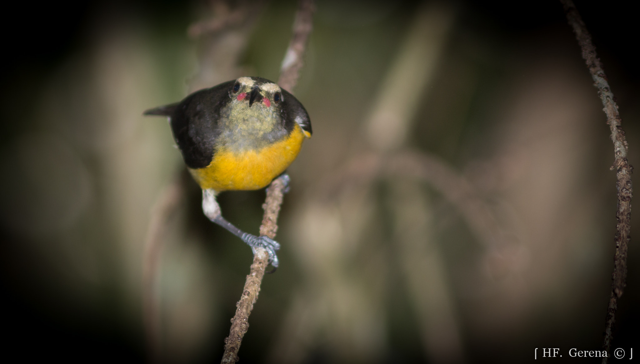 Canon EF 300mm F4L IS USM sample photo. Reinita común starring photography