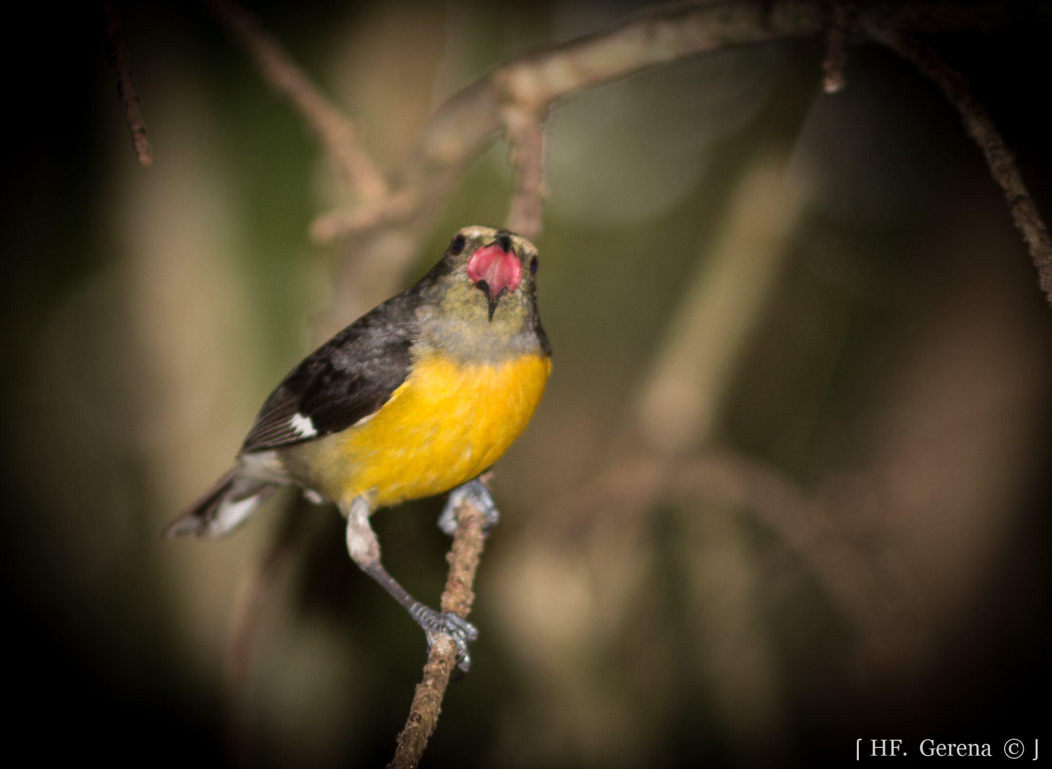 Canon EOS 70D sample photo. Reinita común singing photography