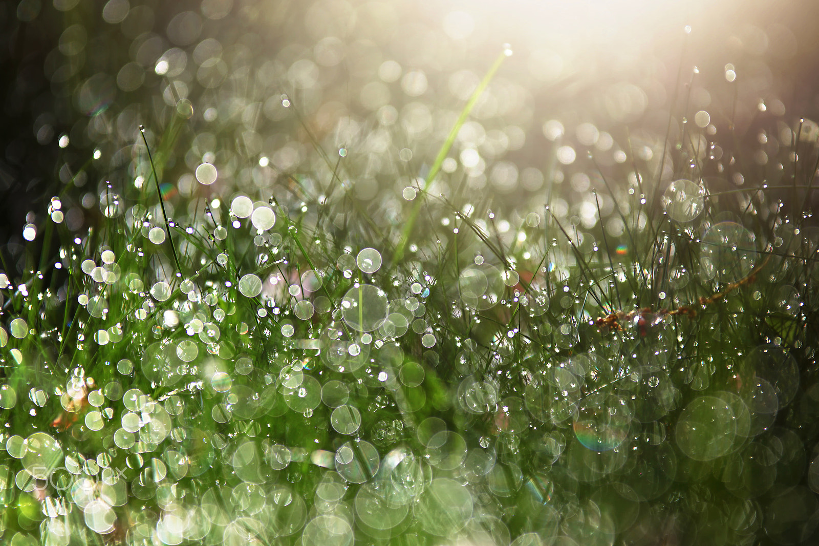 Sigma 70-200mm F2.8 EX DG OS HSM sample photo. Light through the dewy grass photography