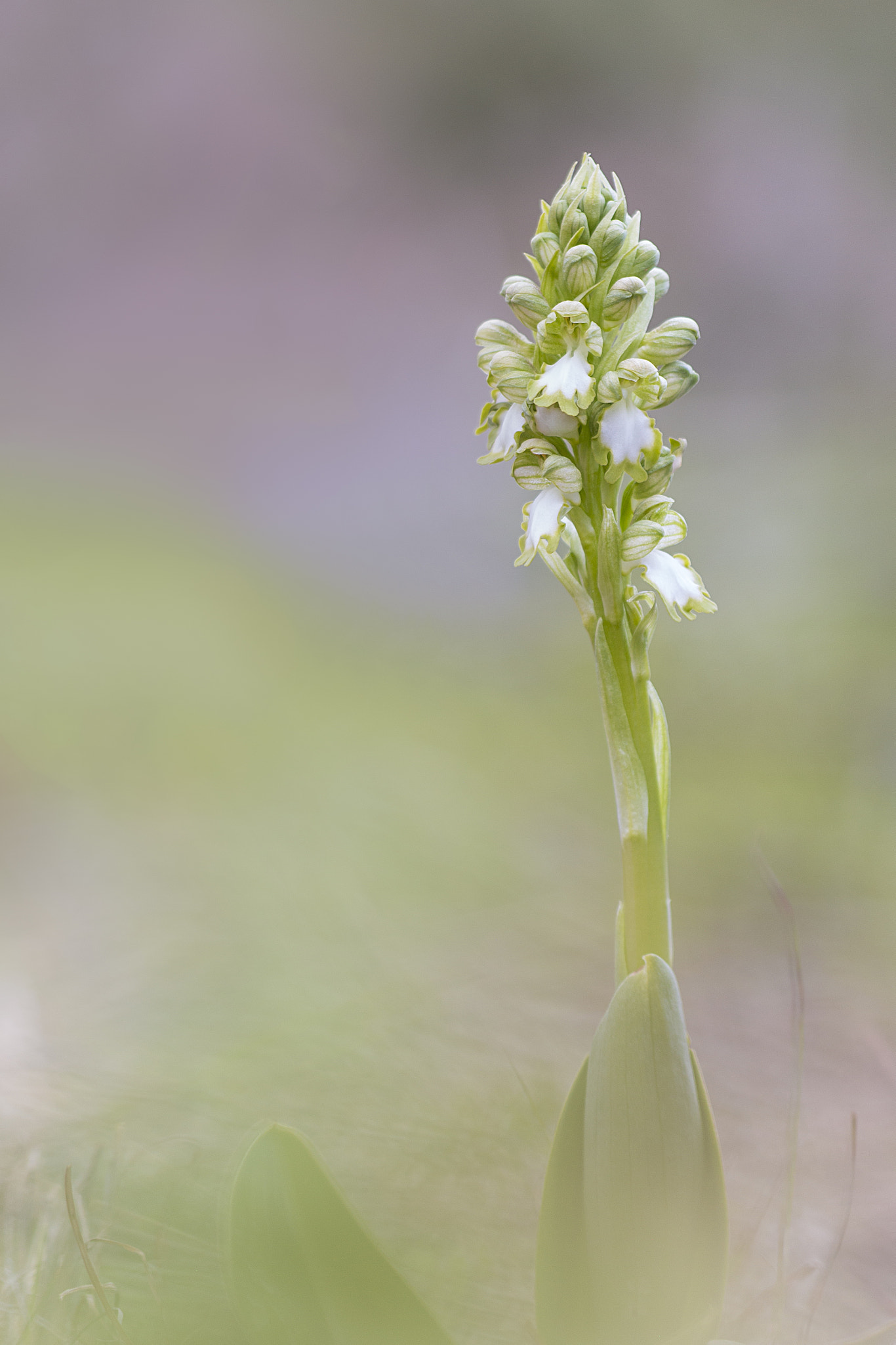 Sigma APO Macro 150mm f/2.8 EX DG HSM sample photo. Barlia albina. photography