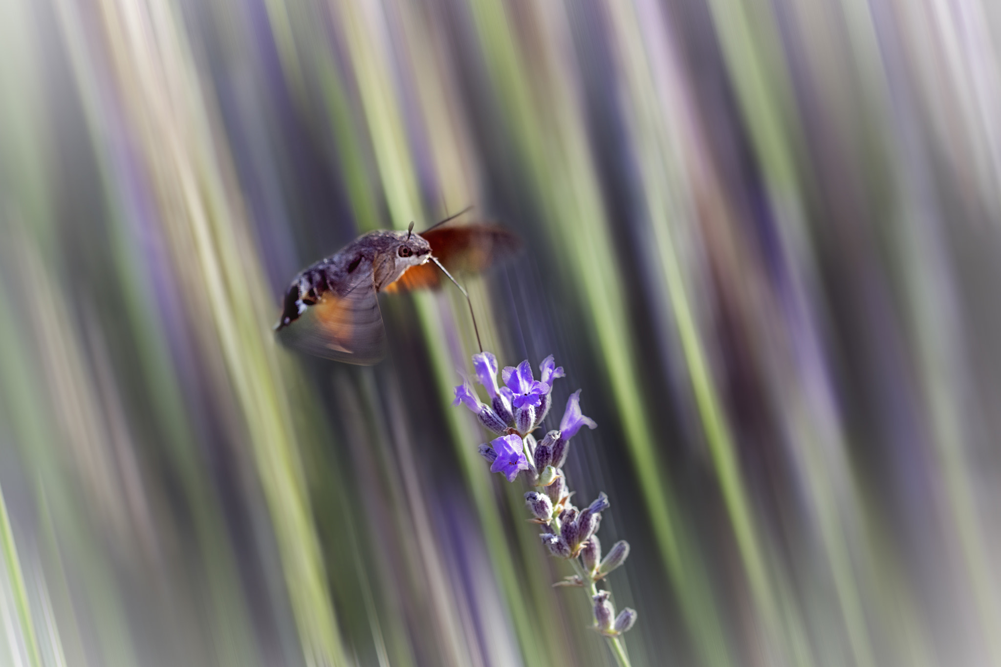 Sigma 105mm F2.8 EX DG OS HSM sample photo. Moth photography