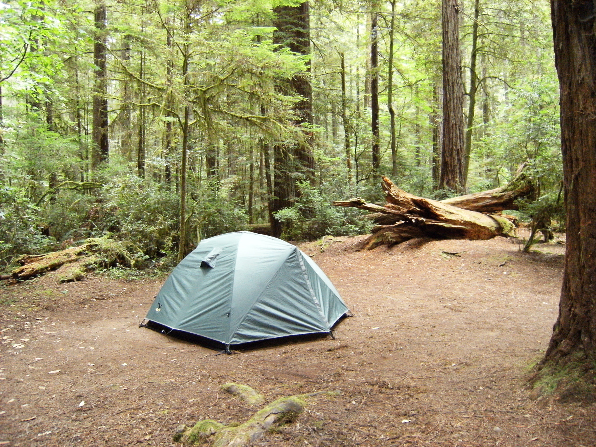 Fujifilm FinePix F480 sample photo. Camping red wood nationalpark photography