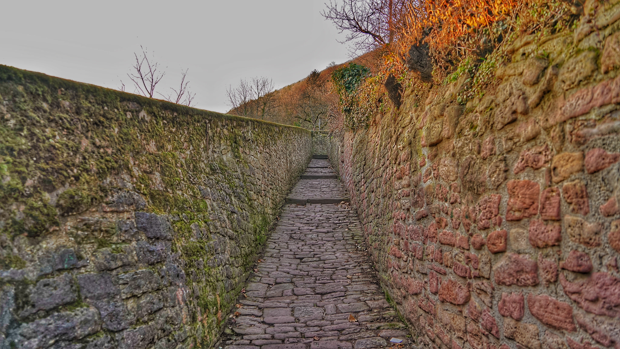 Sony a7R sample photo. Schlangenweg in heidelberg photography