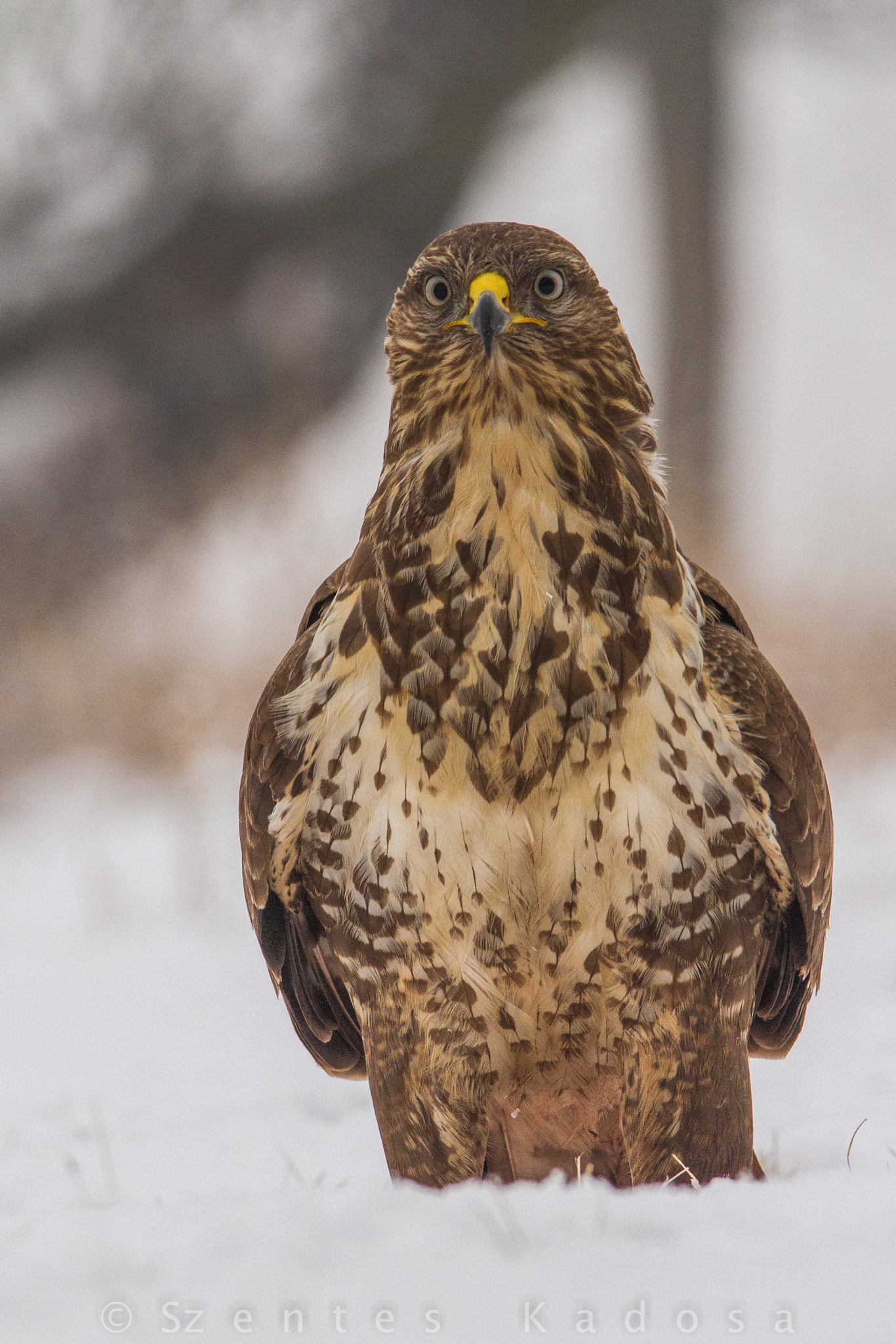 Canon EOS 7D + Sigma 150-500mm F5-6.3 DG OS HSM sample photo. The surprised buzzard photography