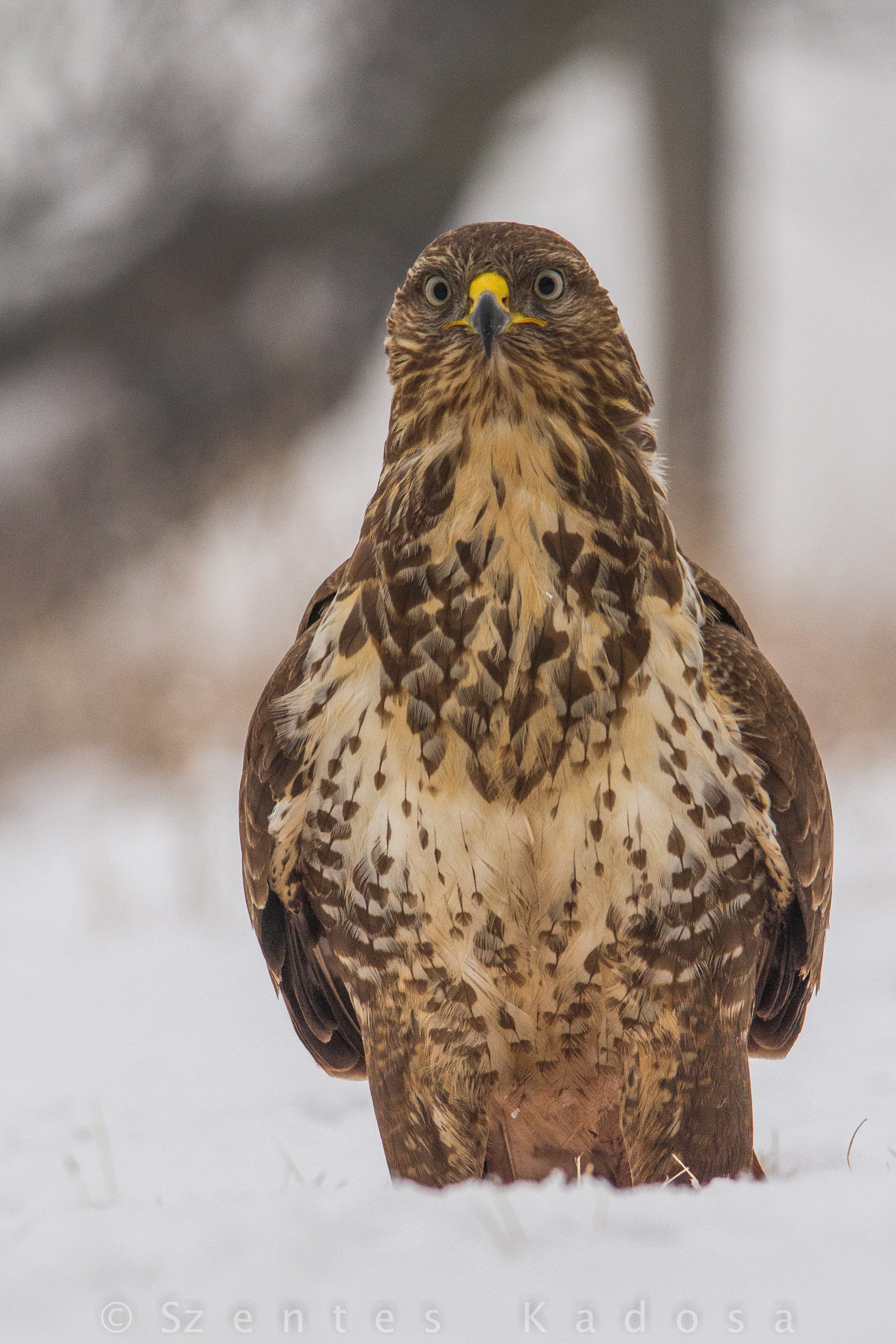 Canon EOS 7D sample photo. The surprised buzzard photography