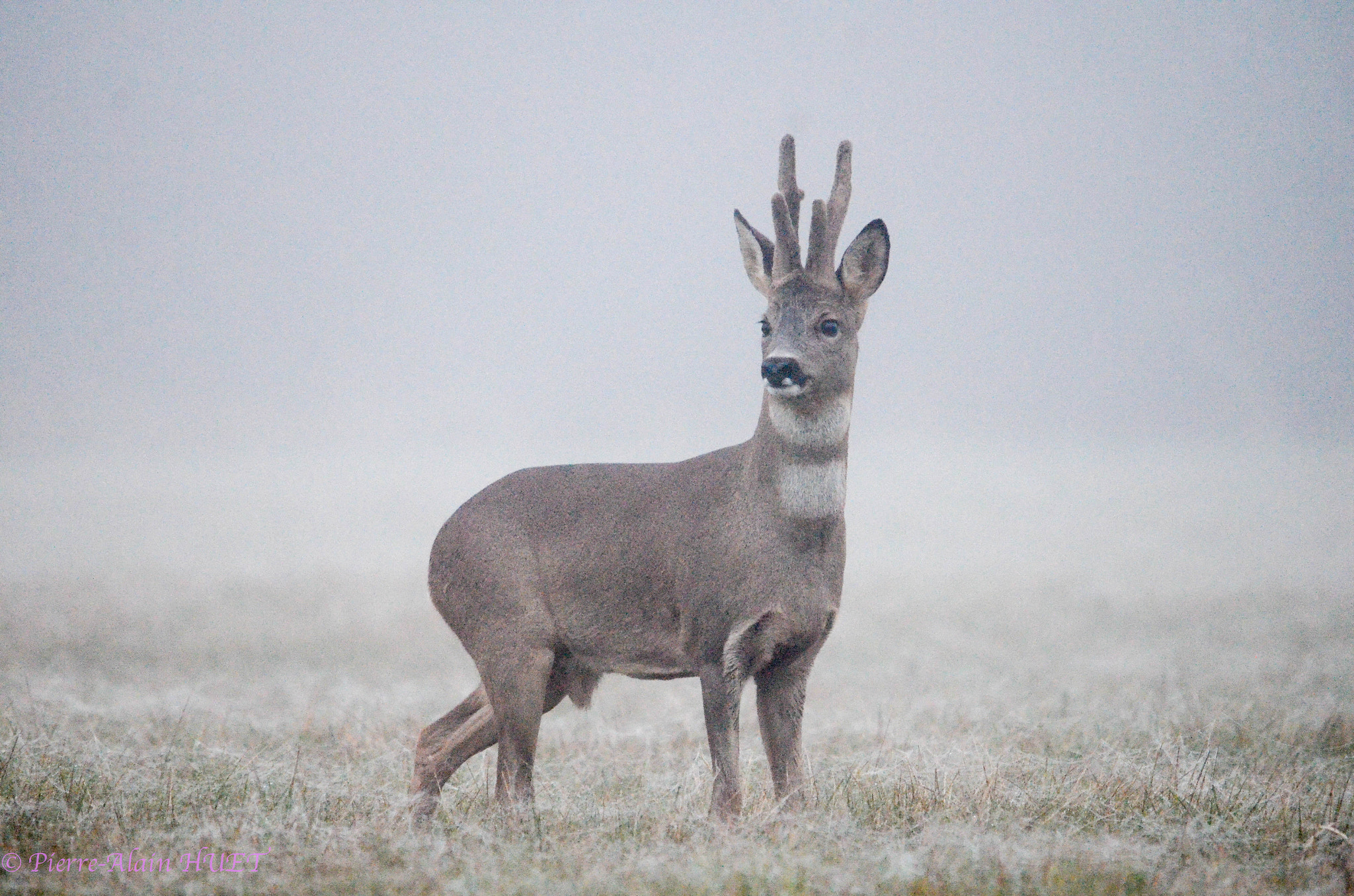 Sigma 150-500mm F5-6.3 DG OS HSM sample photo. Misty deer photography