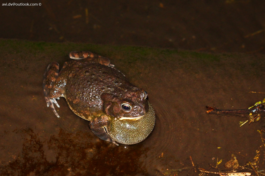Canon EF 100mm F2.8 Macro USM sample photo. Guttural toad photography
